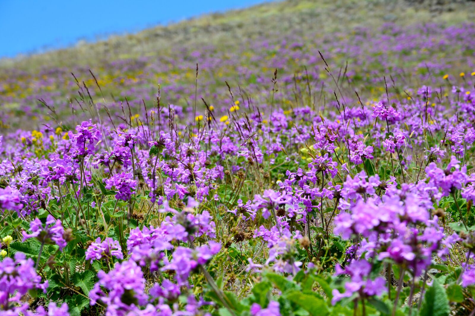 Nikon D7100 sample photo. Nature, landscape, kaçkars photography