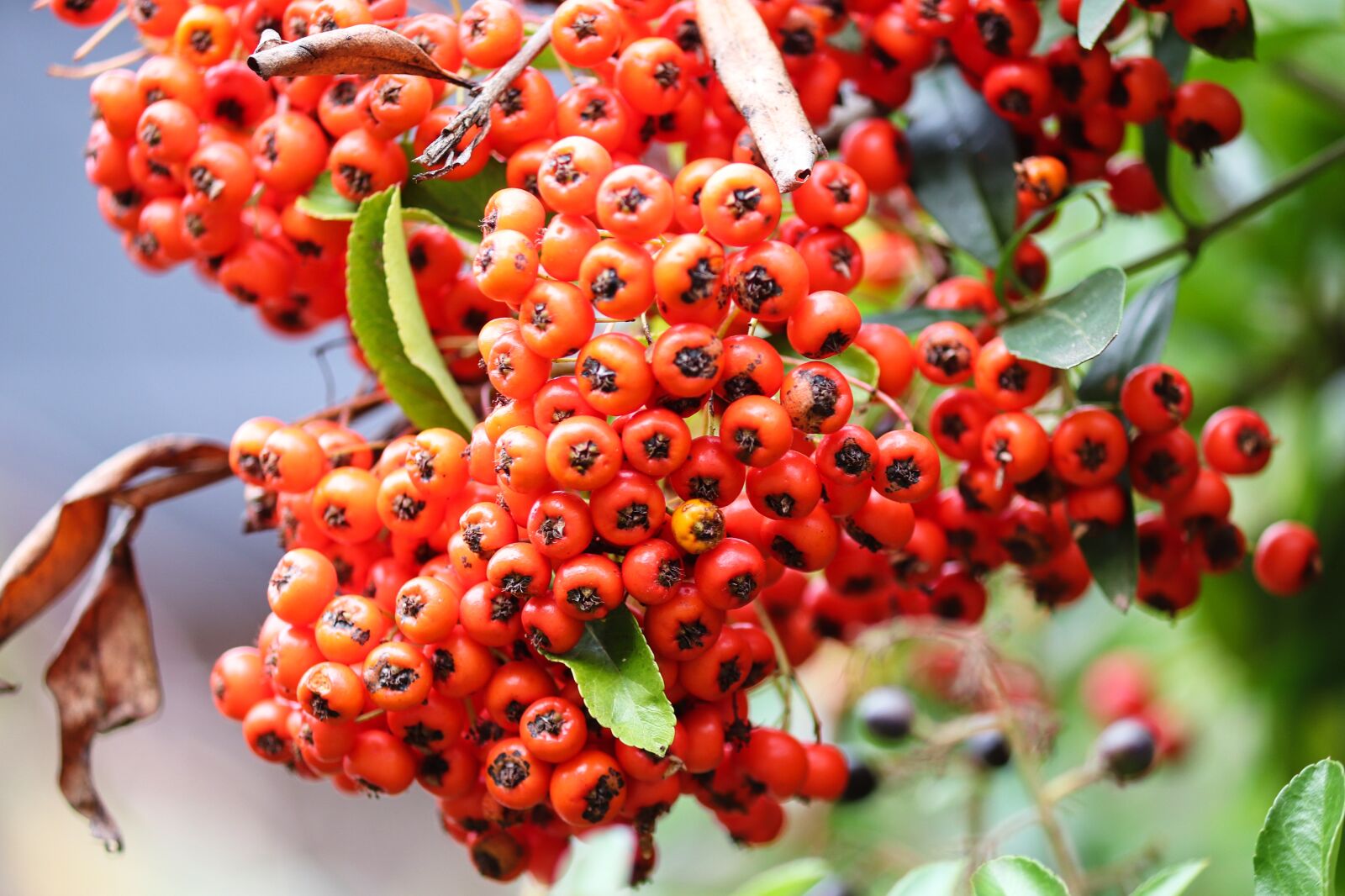 Canon EOS 200D (EOS Rebel SL2 / EOS Kiss X9) sample photo. Firethorn, berries, red photography