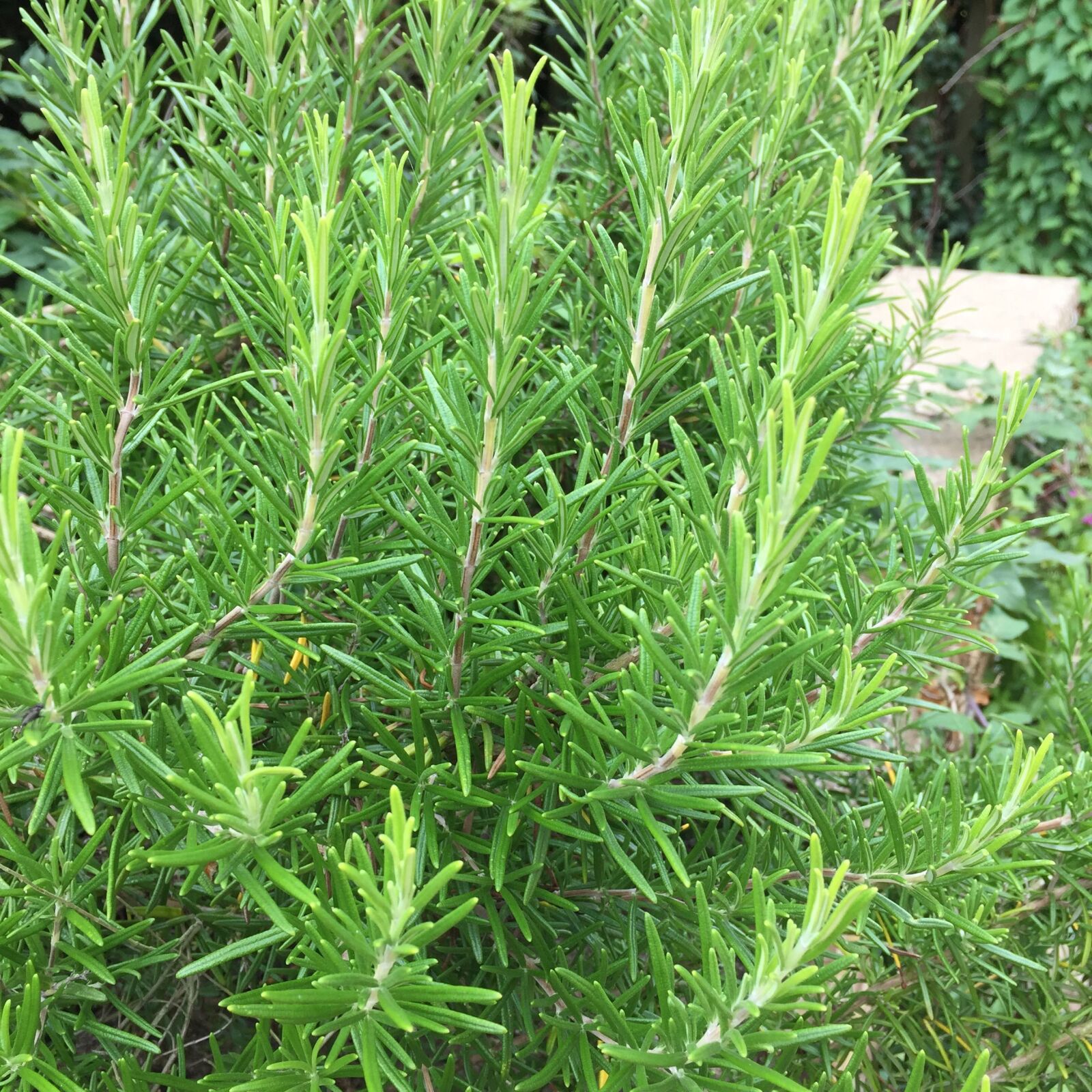 Apple iPhone 6 sample photo. Herb, rosemary photography