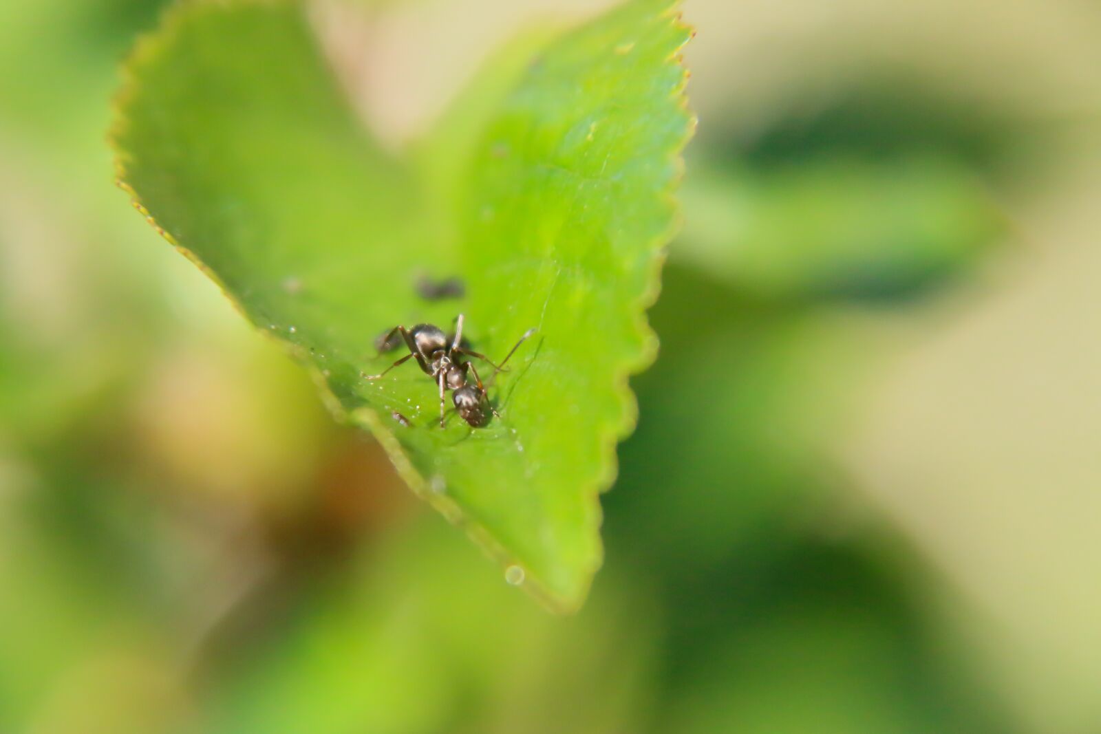 Canon EOS 70D + Canon EF-S 18-200mm F3.5-5.6 IS sample photo. Insect, ant, macro photography
