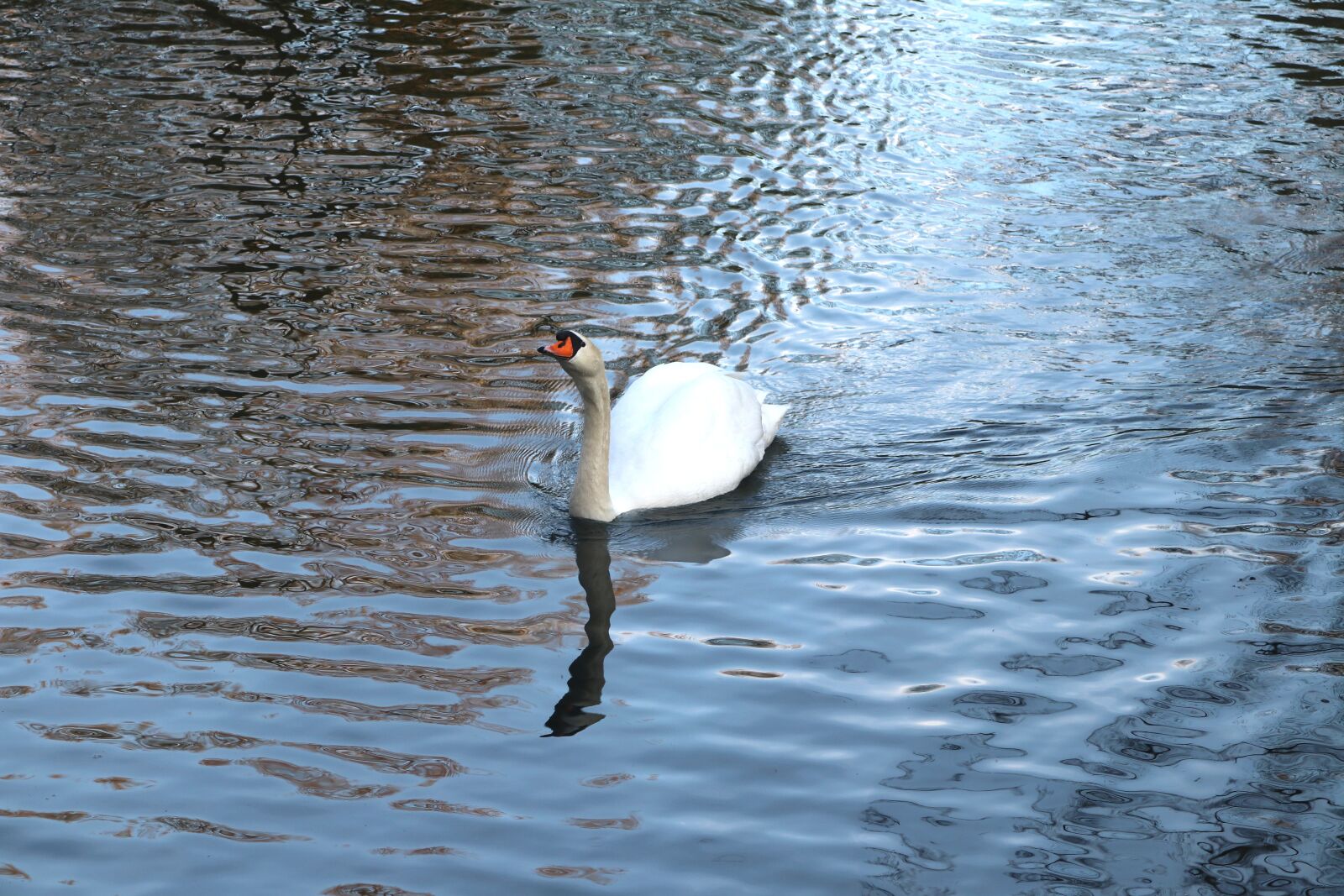 Canon EOS 80D sample photo. Swan, white, water photography