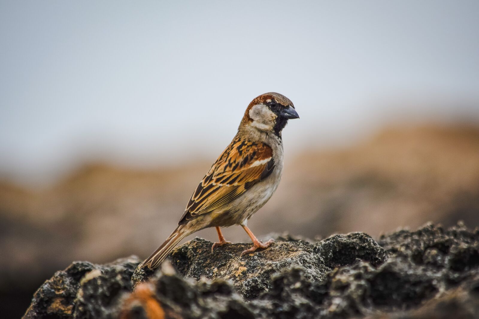 Nikon D3300 sample photo. Sparrow, wildlife, nature photography