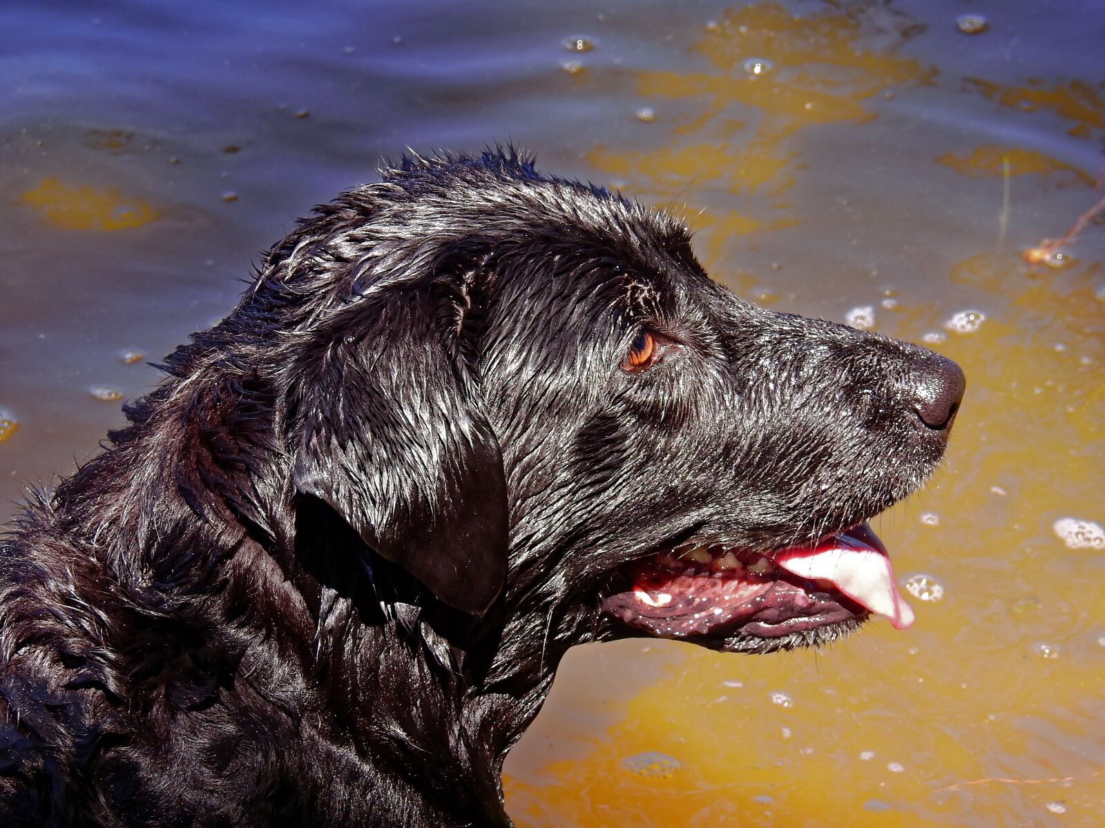 Nikon Coolpix P900 sample photo. Dog, labrador, pet photography