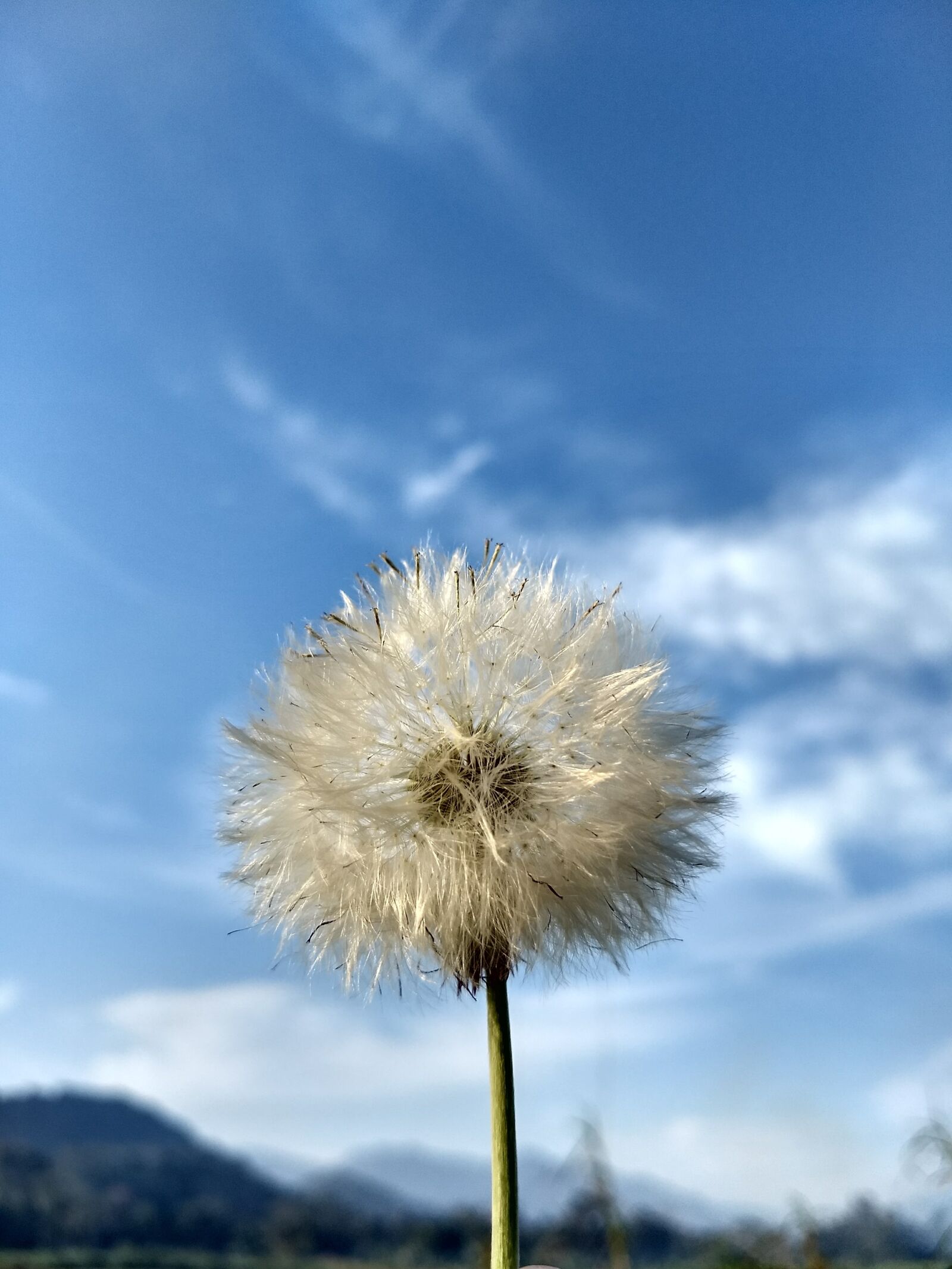 Motorola Moto G (5) Plus sample photo. Flowers, flower, nature photography