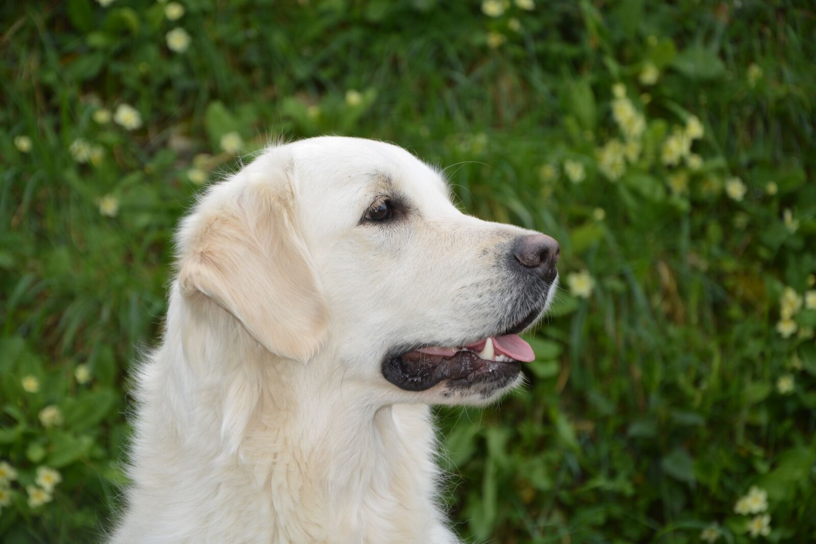 Nikon D5200 sample photo. Dog, profile of dog photography