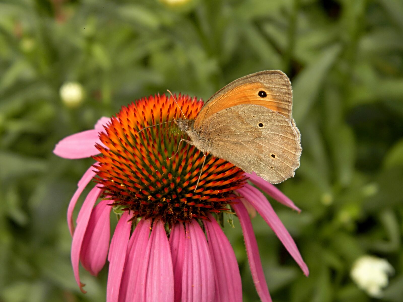 Olympus SP-620UZ sample photo. Butterfly, flower, nature photography