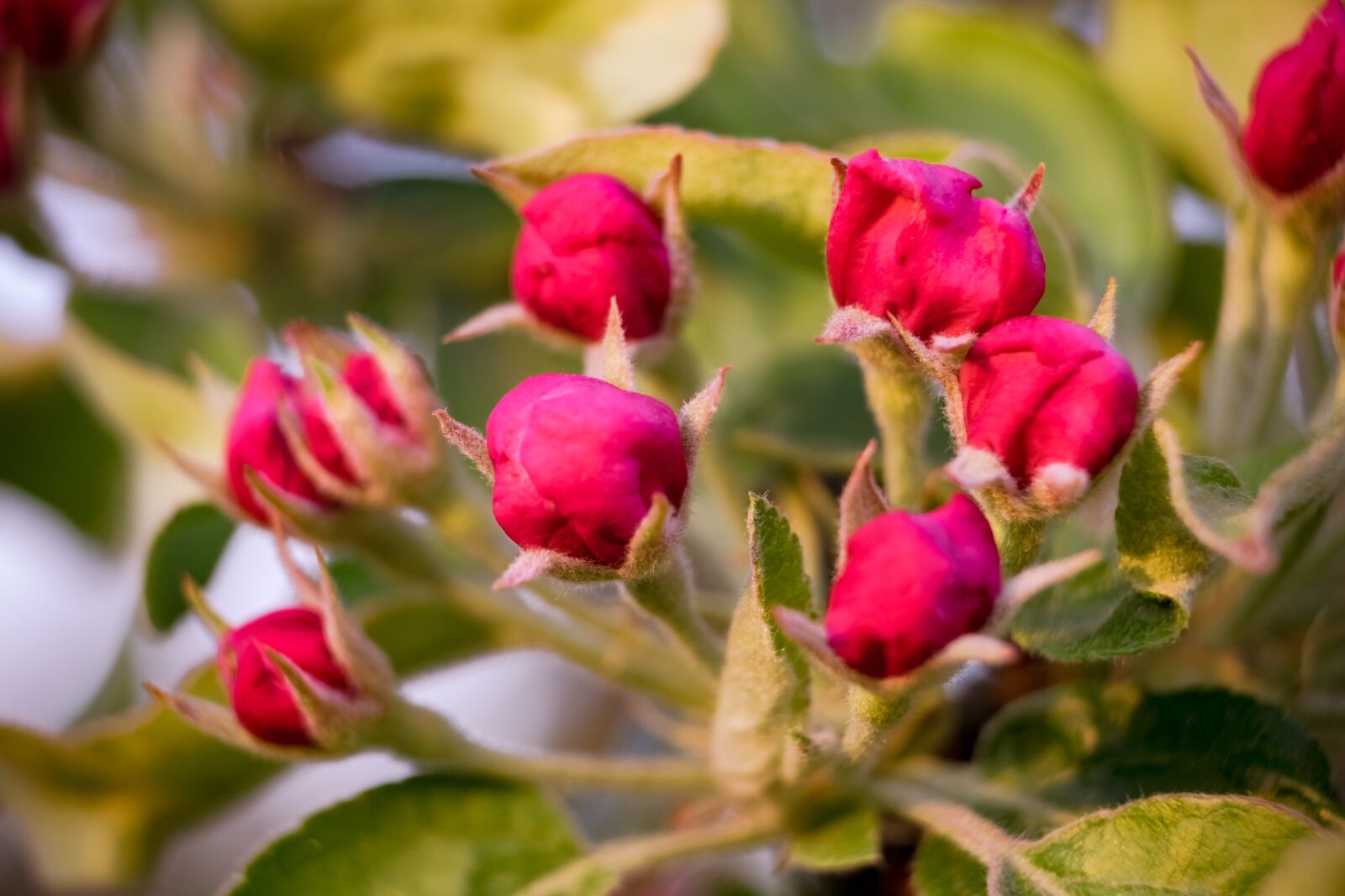 Fujifilm XF 55-200mm F3.5-4.8 R LM OIS sample photo. Bud, flower, apple photography