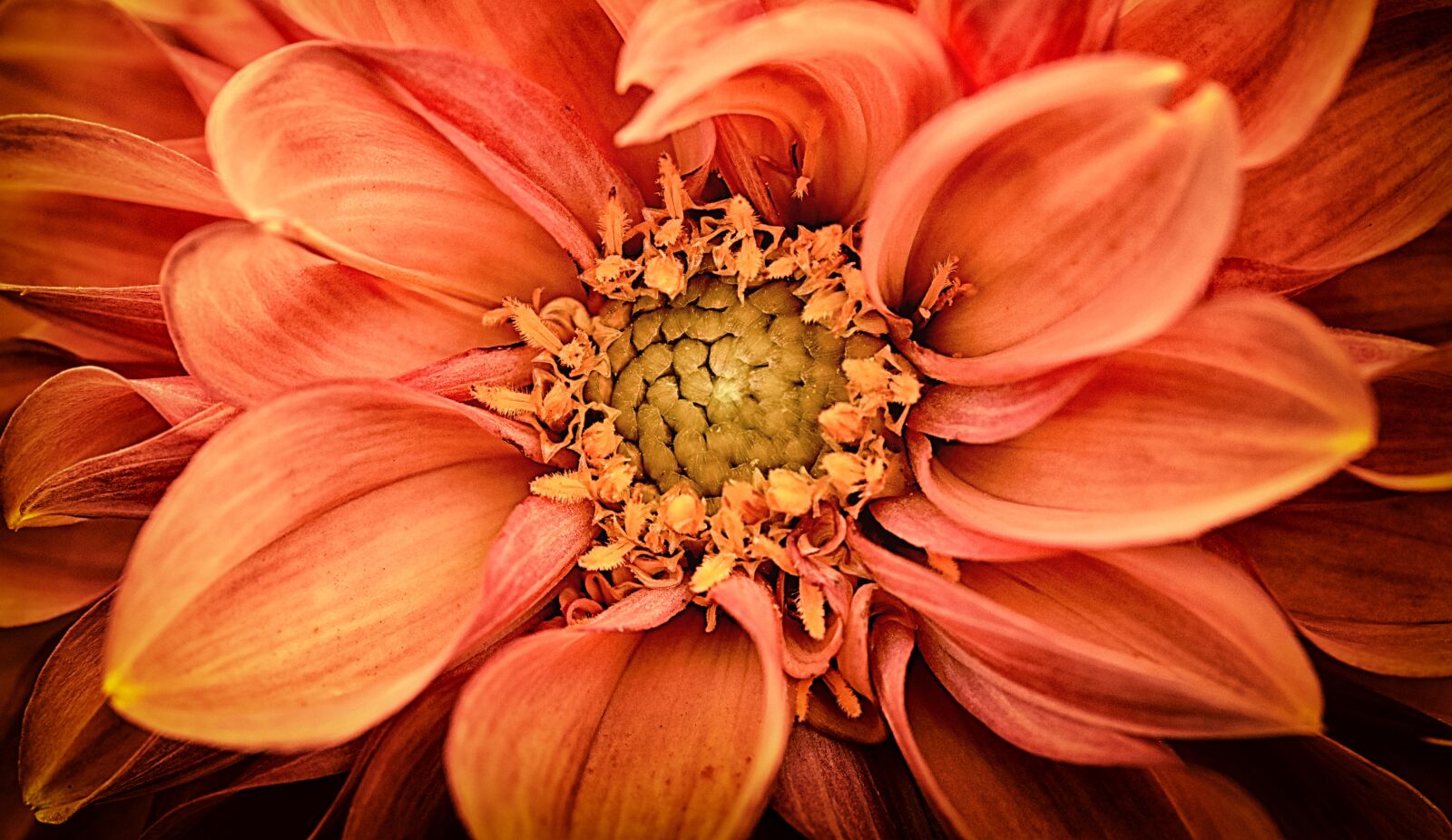 Nikon D7200 sample photo. Dahlia, dahlias, asteraceae photography