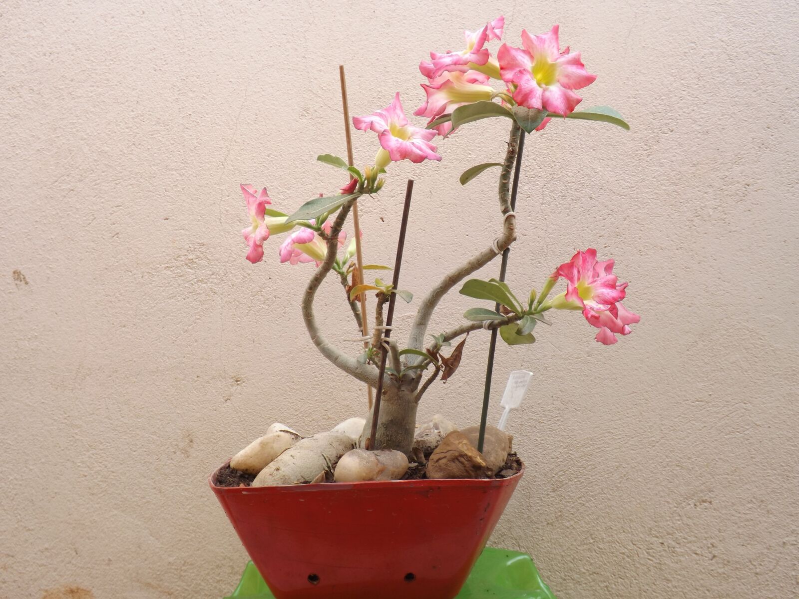 Fujifilm FinePix S4250/Walmart sample photo. Flower, adenium, vase photography