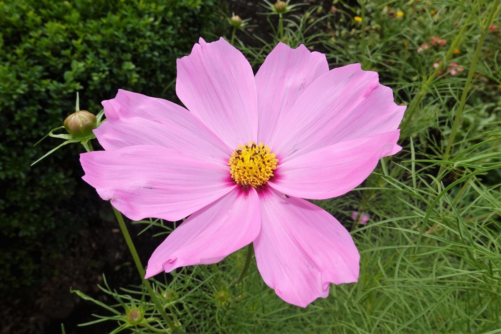 Sony DSC-RX100M7 sample photo. Flowers, nature, plant photography