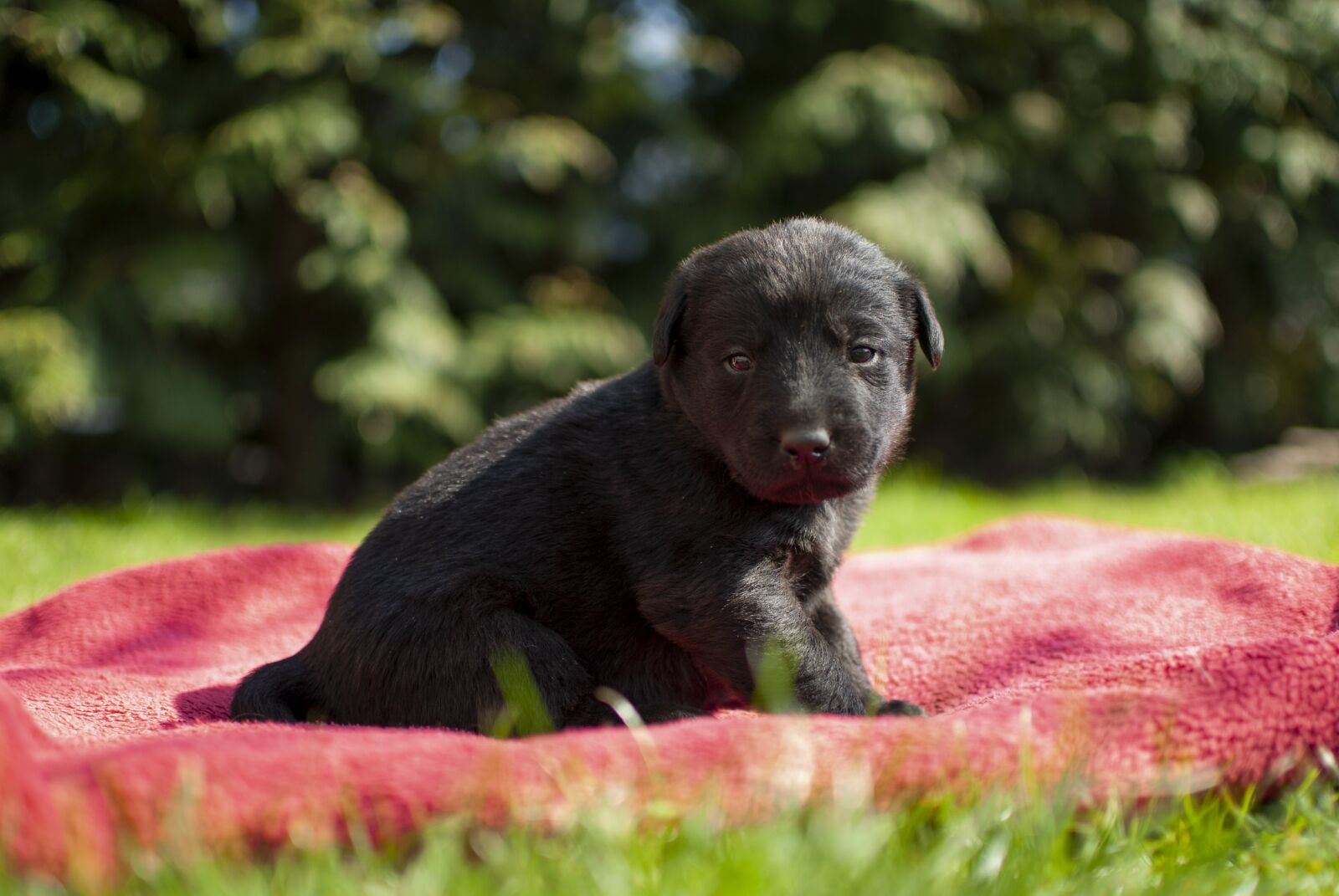 Nikon D60 sample photo. Puppy, dog, small photography