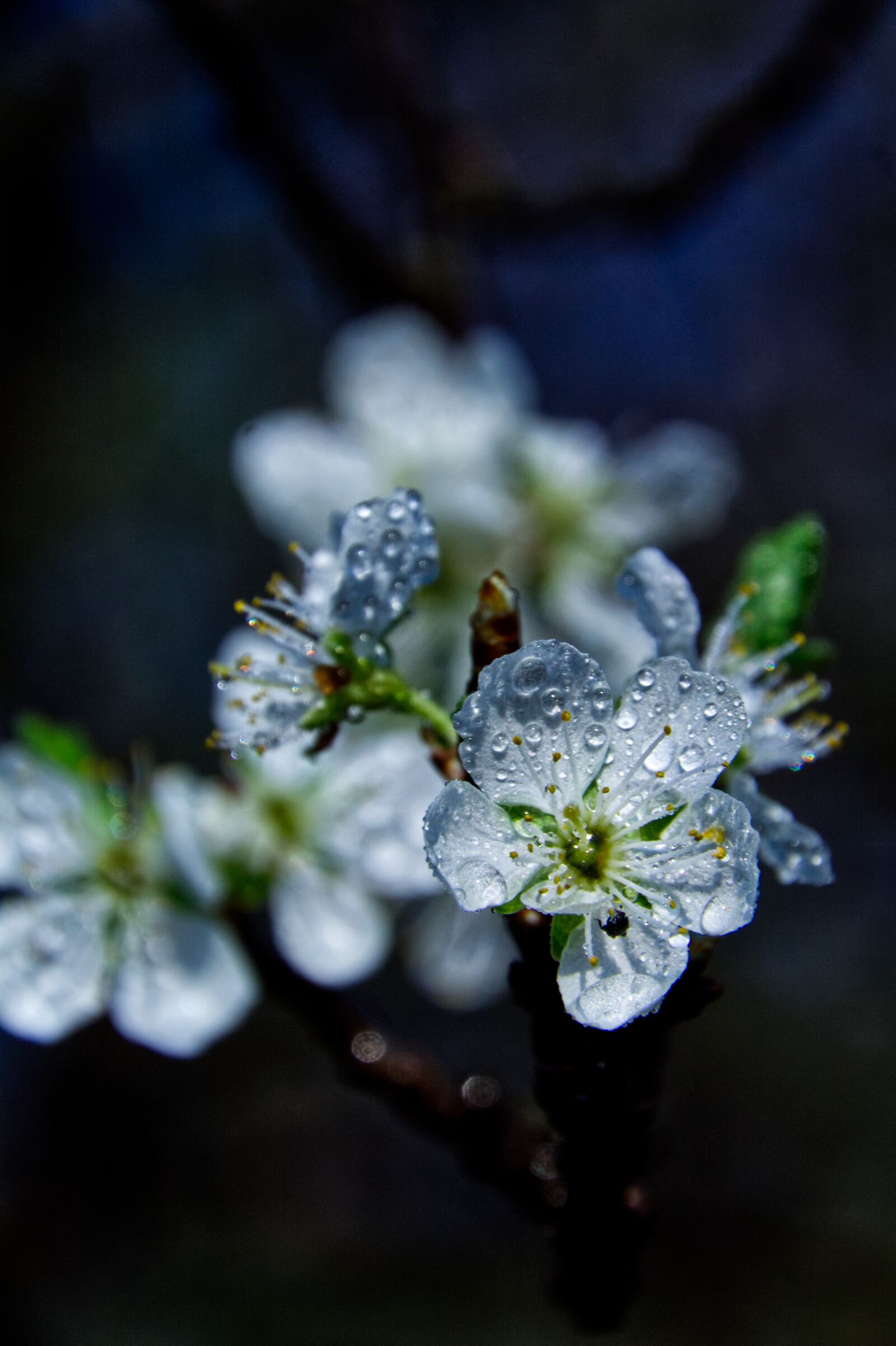 Canon EOS 1100D (EOS Rebel T3 / EOS Kiss X50) sample photo. Flowers, petals, dew photography