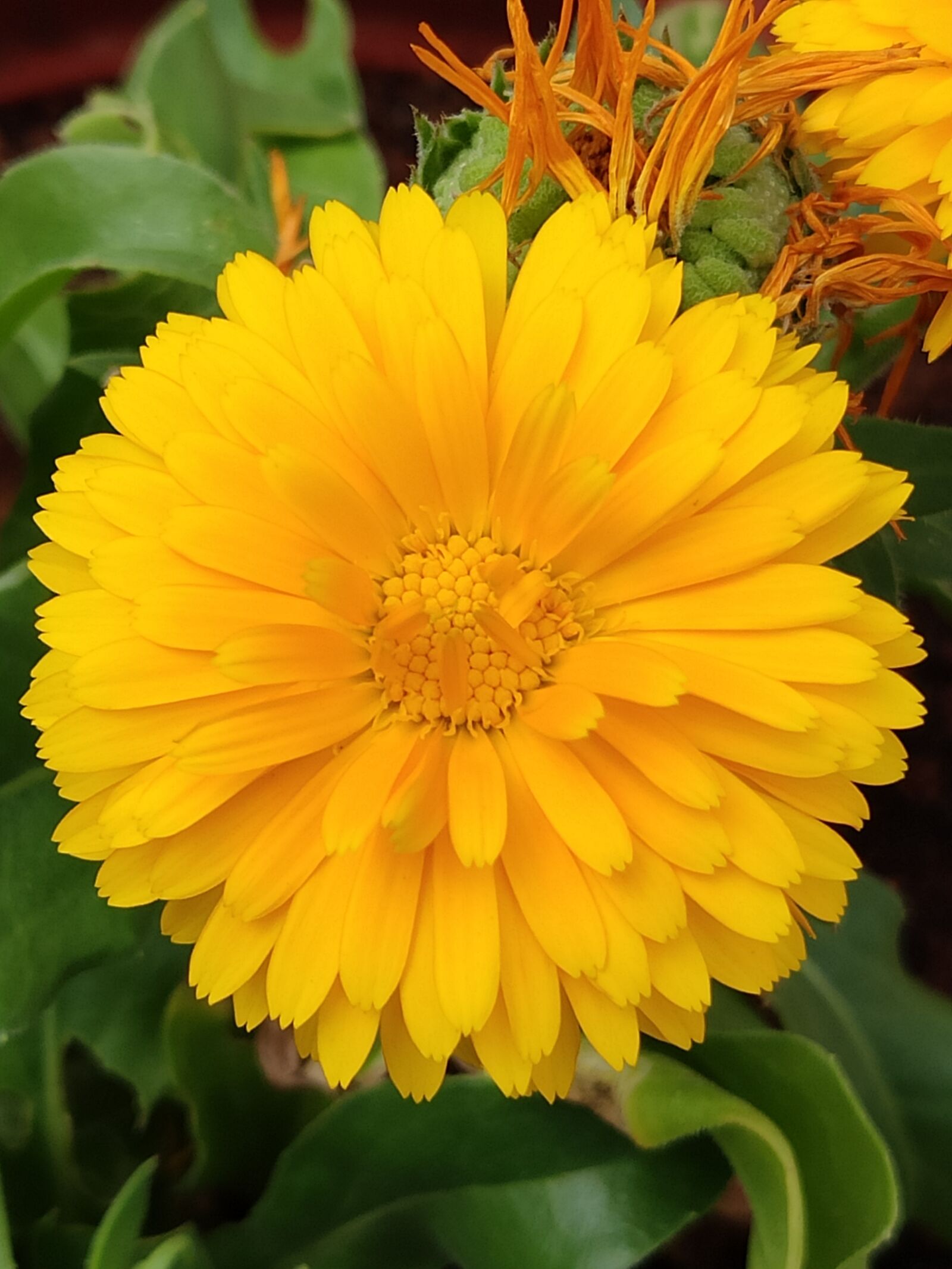 Xiaomi Redmi Note 7 Pro sample photo. Yellow flower, flower, yellow photography