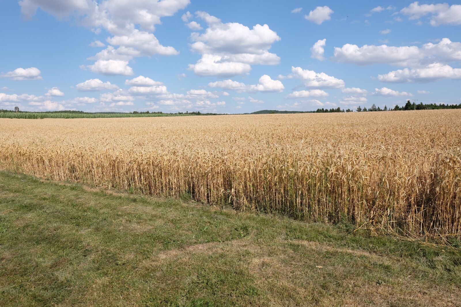 Fujifilm X-T2 + Fujifilm XF 16mm F1.4 R WR sample photo. Sky, wheat field, landscape photography