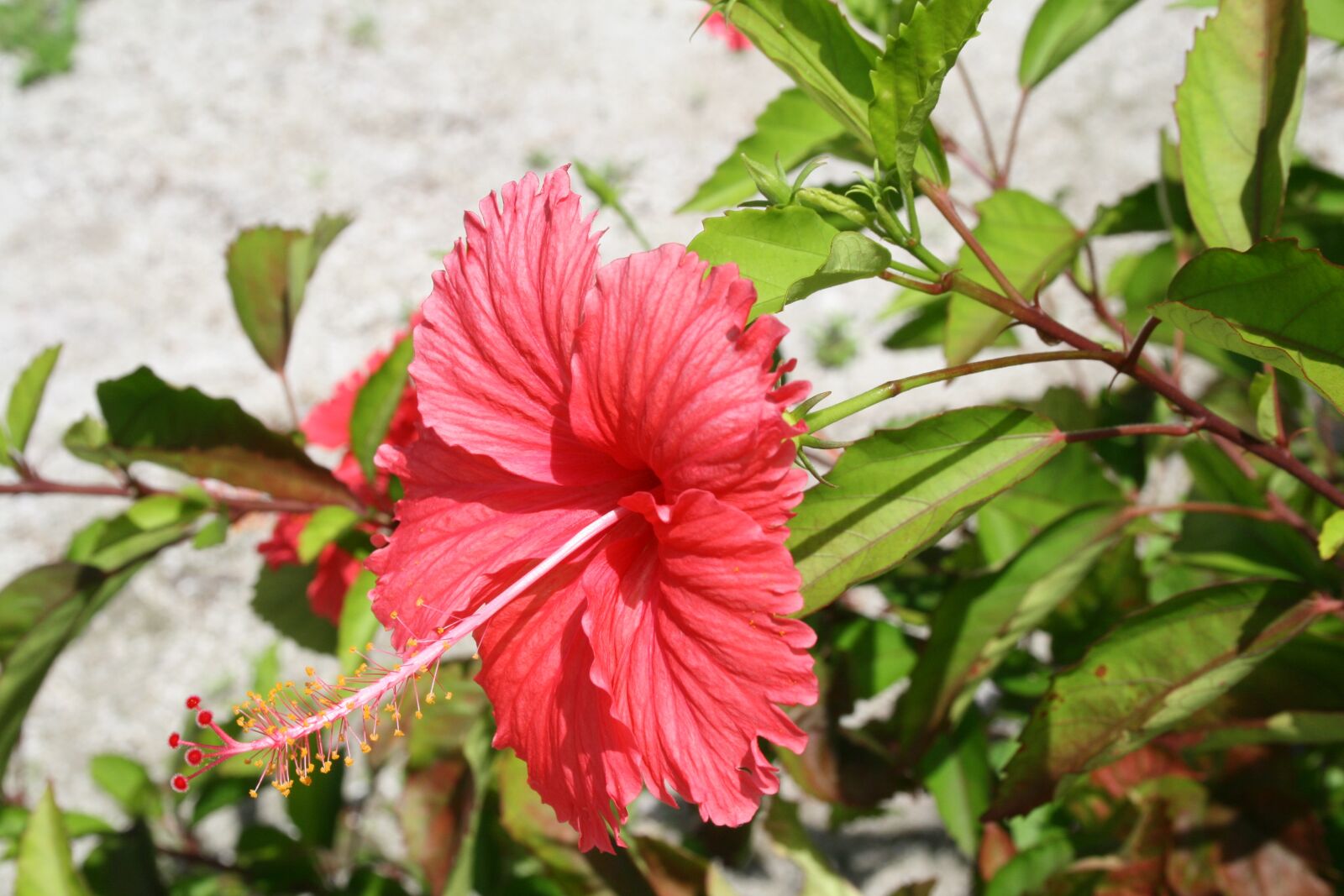 Canon EOS 400D (EOS Digital Rebel XTi / EOS Kiss Digital X) sample photo. Flower, maldives, red photography