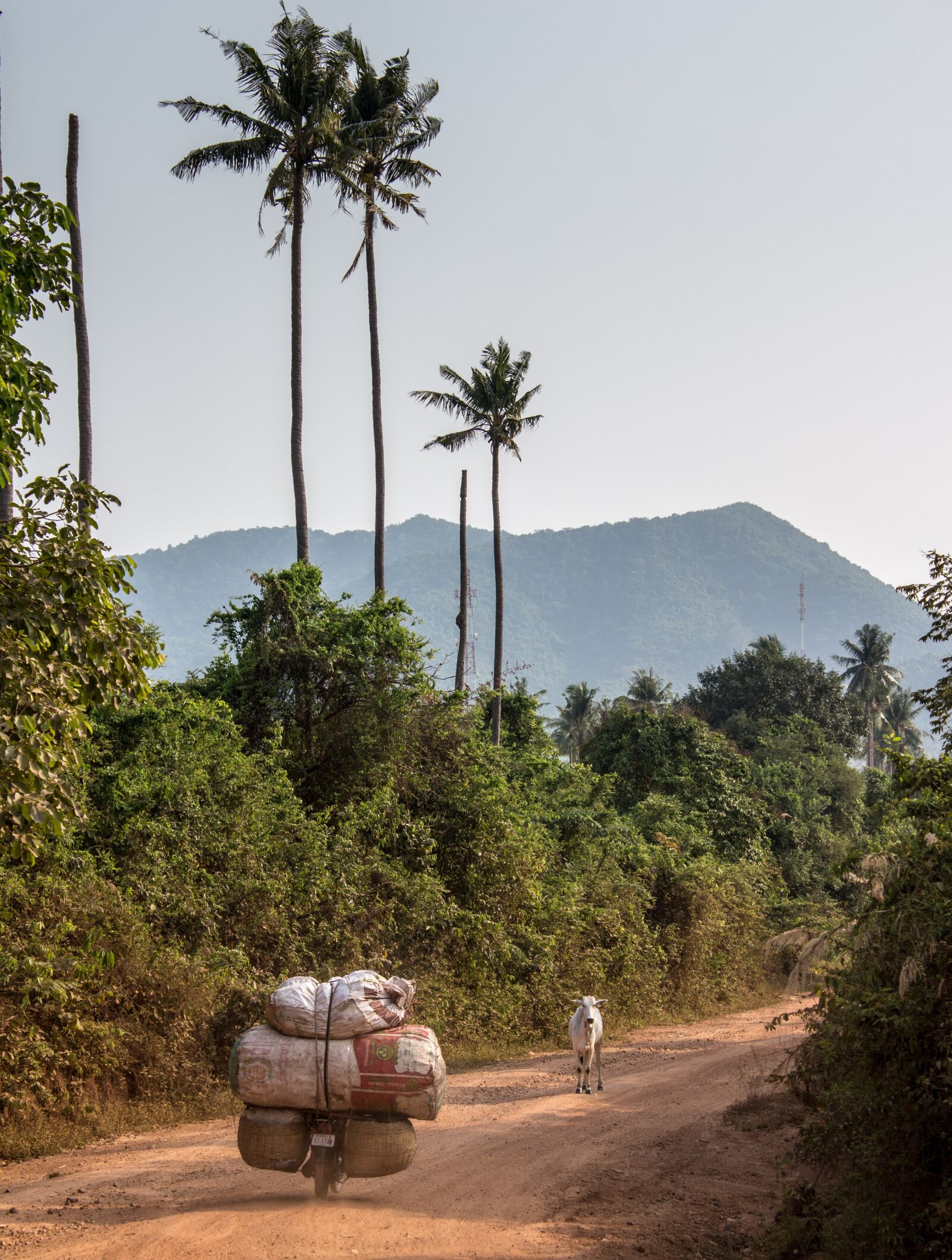 Canon EOS 100D (EOS Rebel SL1 / EOS Kiss X7) sample photo. Coconut, cow, cambodia photography