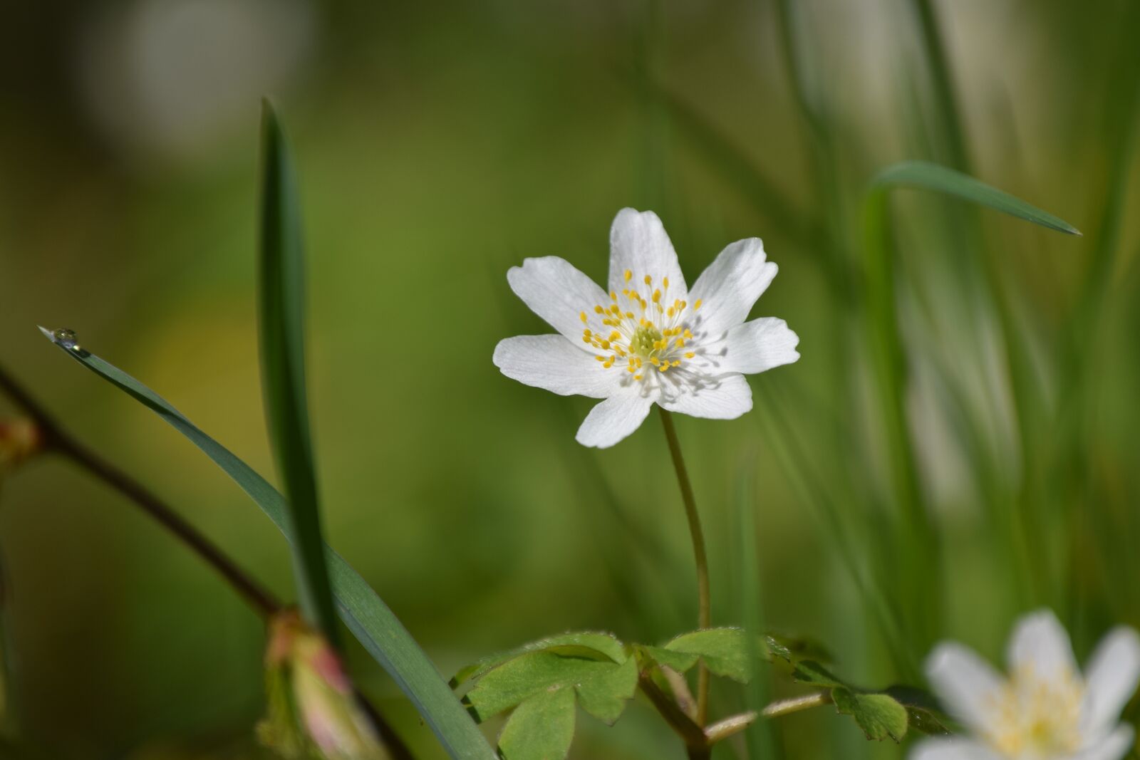 Nikon D3300 sample photo. Wood anemone, drop of photography