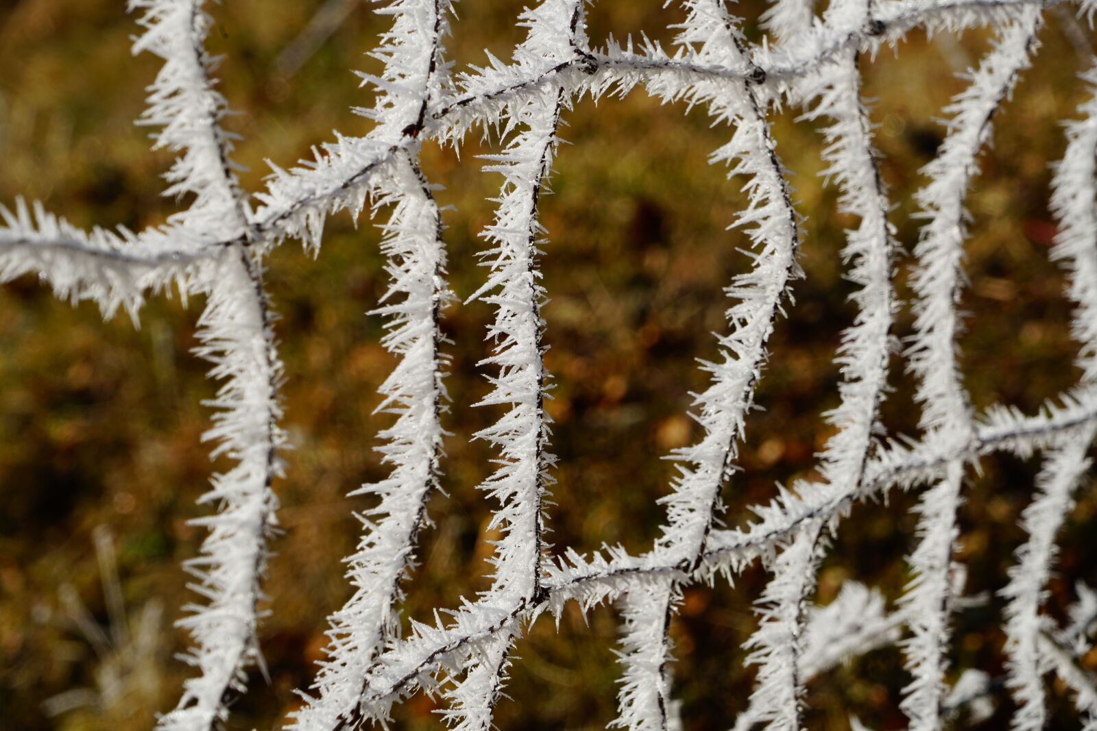 Sony a7R II + Sony FE 24-240mm F3.5-6.3 OSS sample photo. Fence, hoarfrost, wildzaun photography