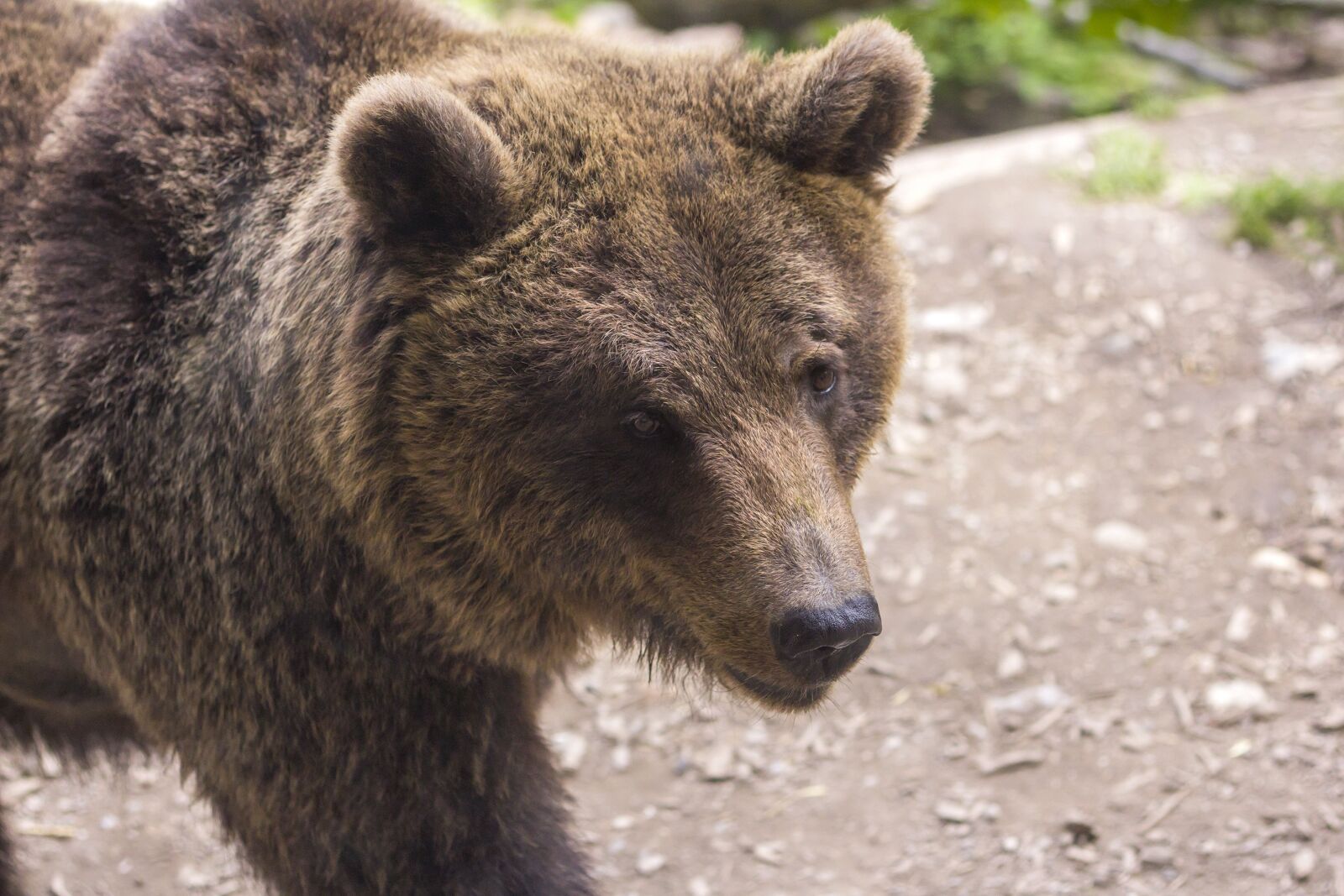Canon EOS 60D + Canon EF 50mm F1.8 II sample photo. Bear, predator, zoo photography