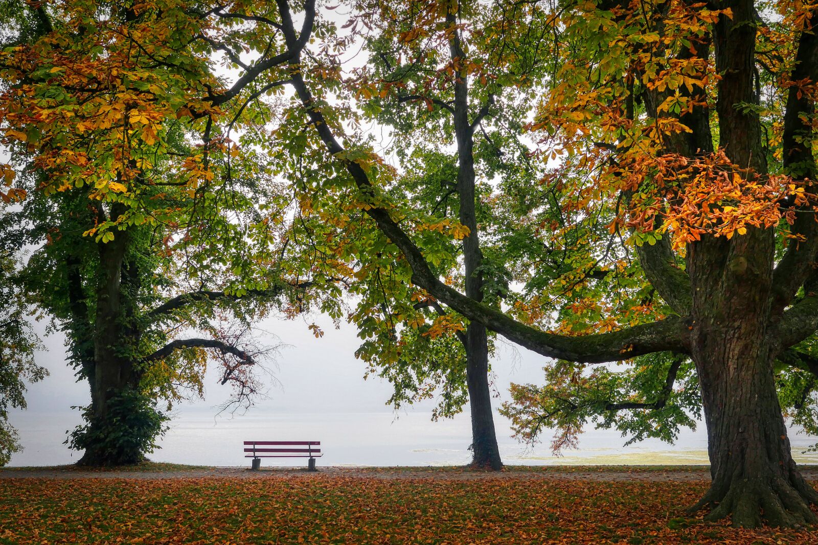 Panasonic Lumix DMC-GX8 sample photo. Autumn, bank, nature photography