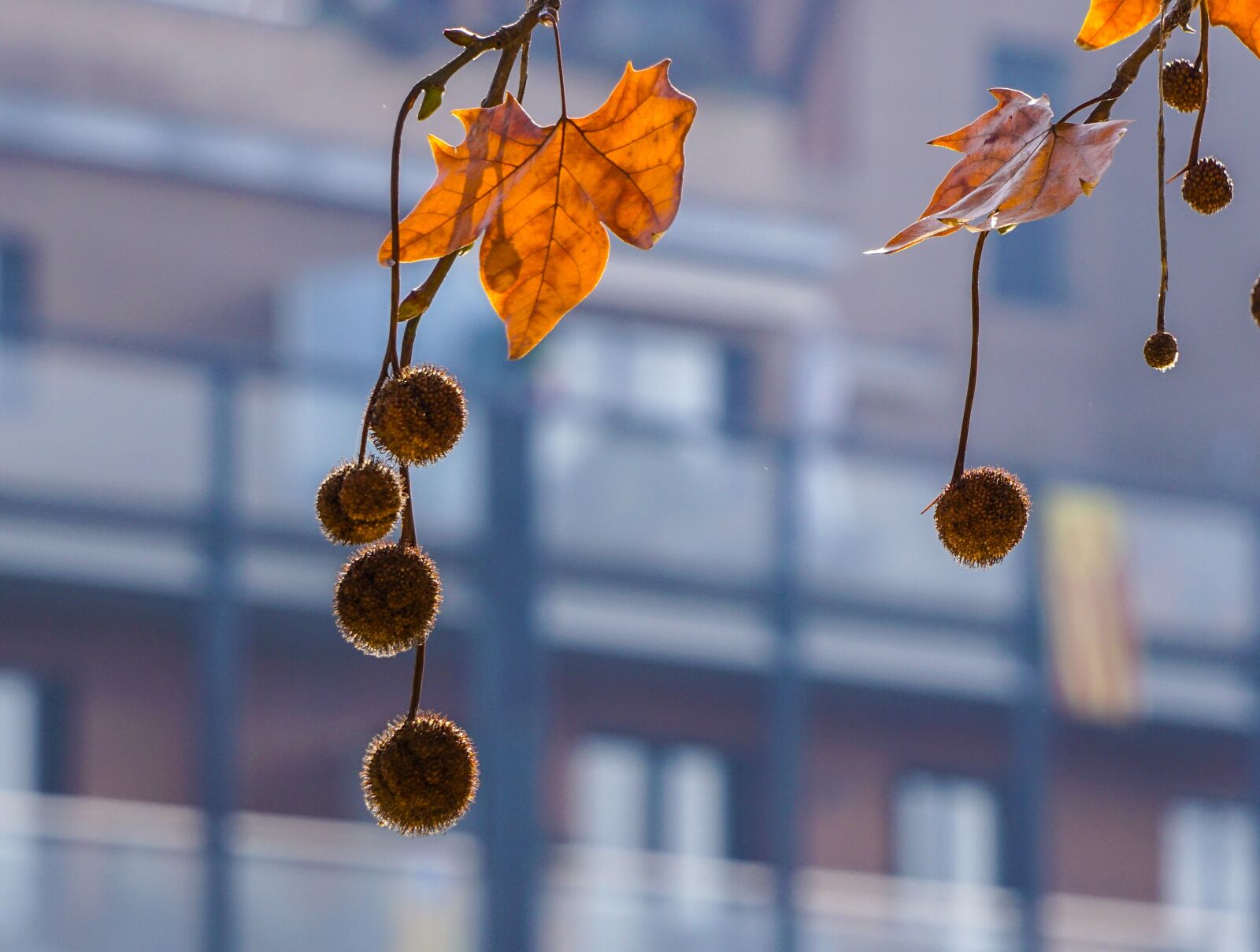 Sony E 55-210mm F4.5-6.3 OSS sample photo. Tree, autumn, leaf photography