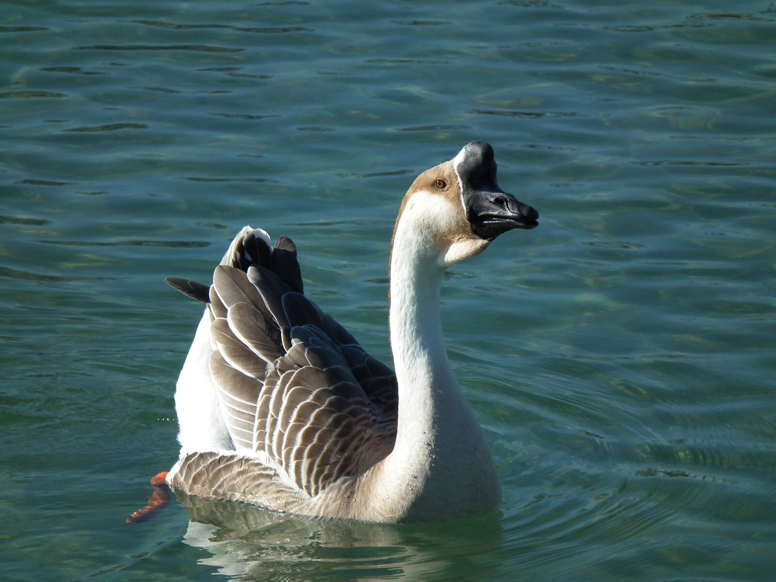 FujiFilm FinePix HS10 (FinePix HS11) sample photo. Goose, h cker goose photography