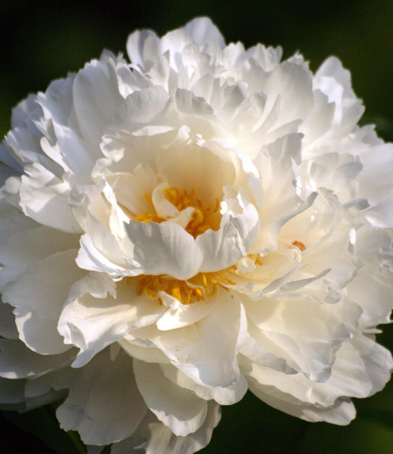 Olympus E-500 (EVOLT E-500) sample photo. Flower, peony, white, flower photography