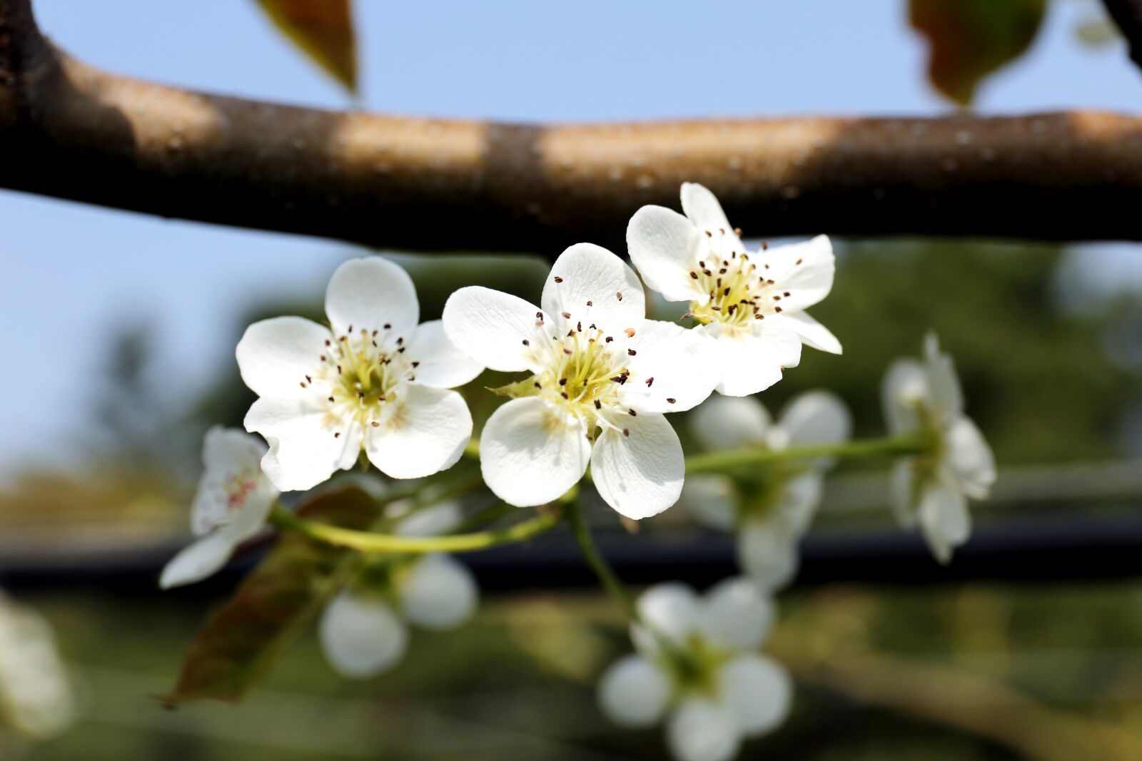 Canon EF 24-70mm F4L IS USM sample photo. Nature, flowers, wood photography