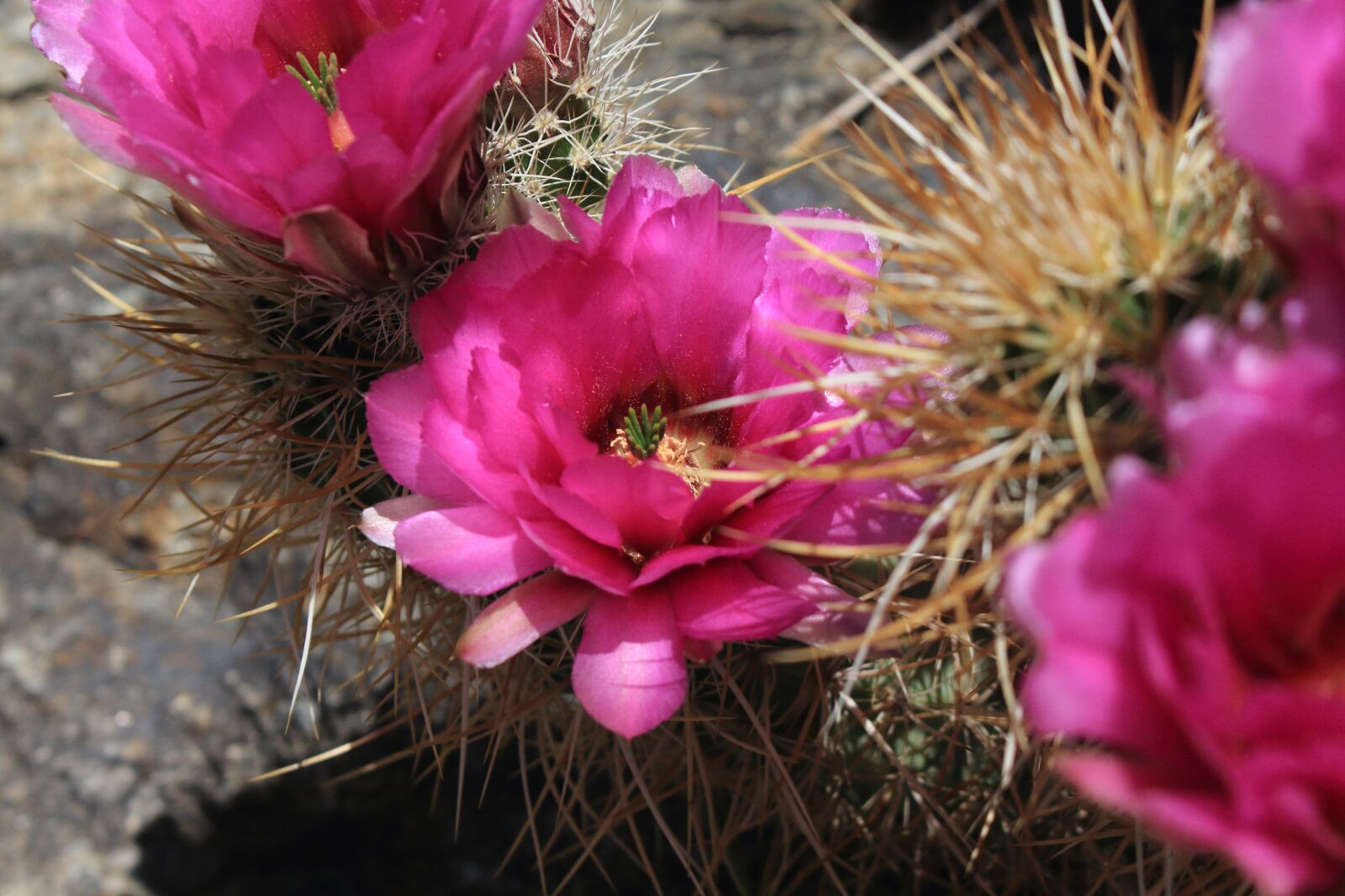 Canon EOS 700D (EOS Rebel T5i / EOS Kiss X7i) sample photo. Englemann's hedgehog, hedgehog, cacti photography