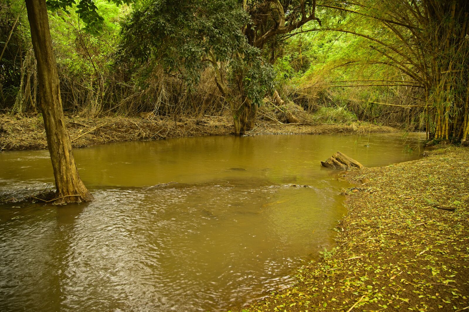 Sony FE 24-105mm F4 G OSS sample photo. Flood, flash flood, forest photography