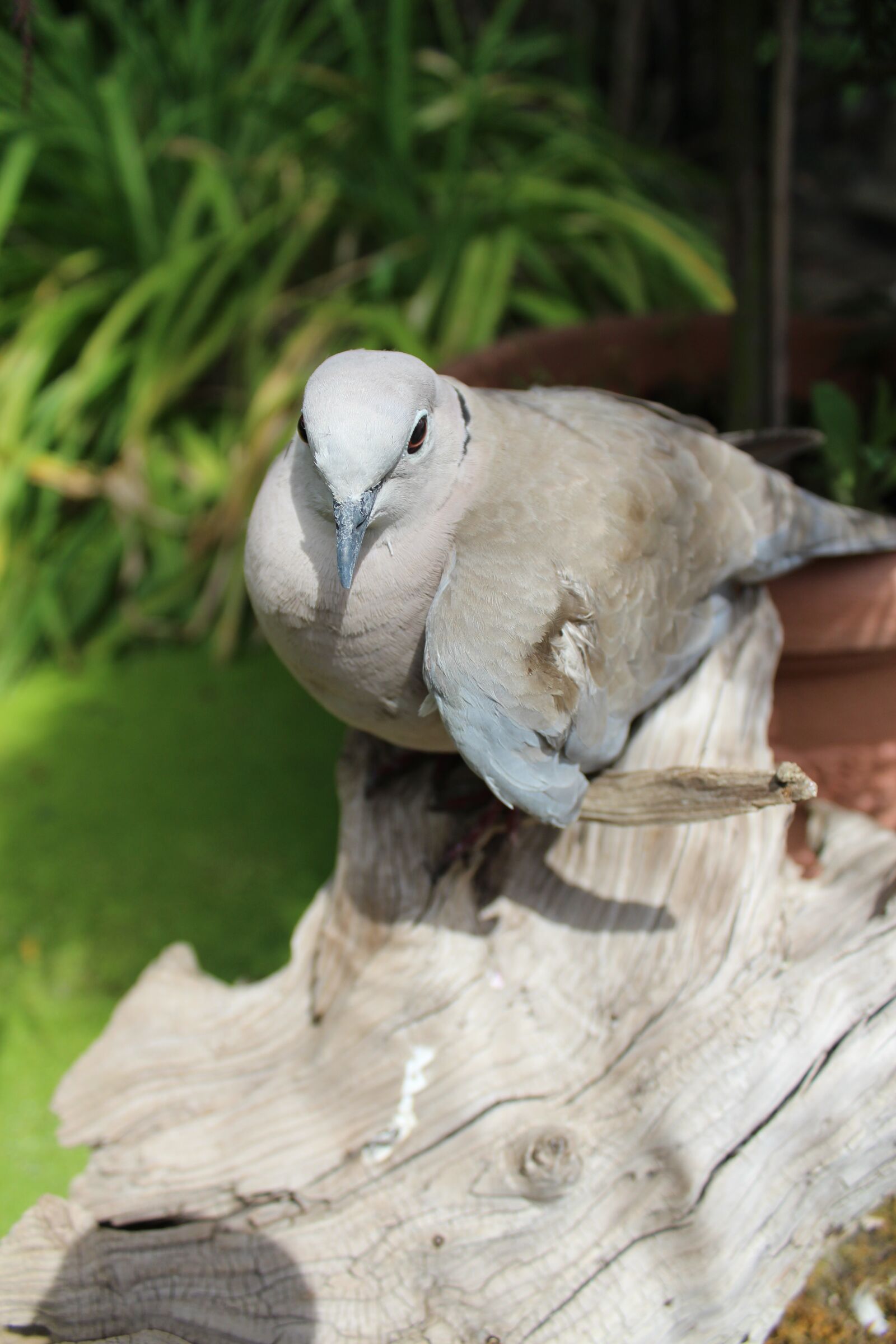 Canon EOS 1200D (EOS Rebel T5 / EOS Kiss X70 / EOS Hi) sample photo. Dove, bird, animal photography