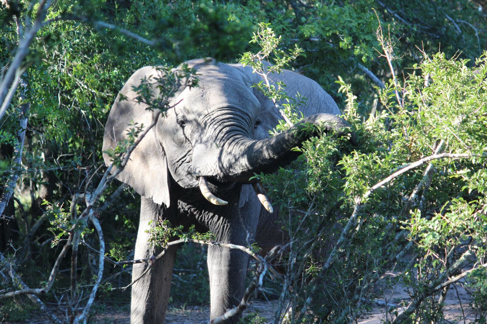 Canon EF-S 55-250mm F4-5.6 IS sample photo. Elephant, sunrise, tembe elephant photography