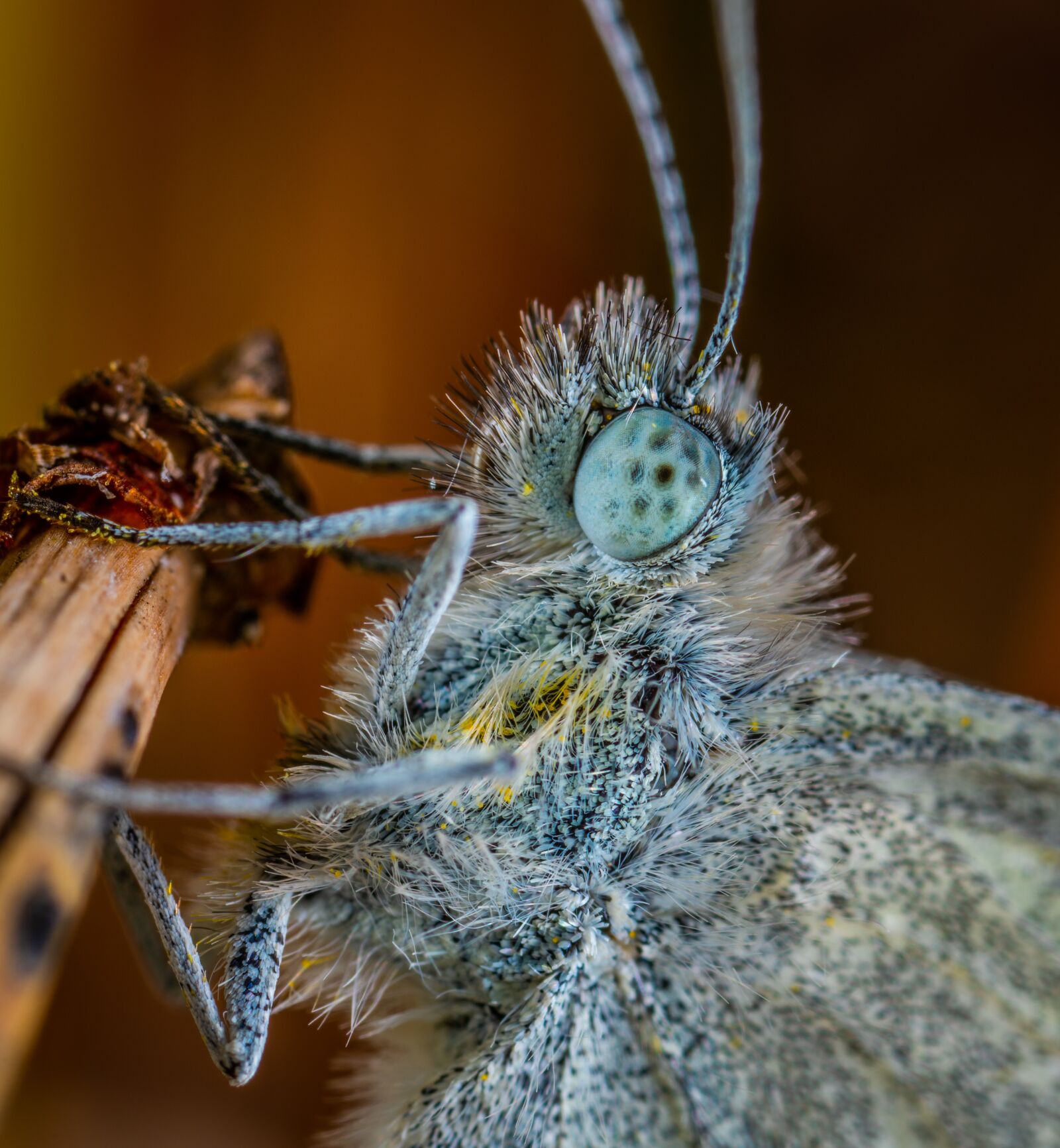 #124 65/2.8 sample photo. Butterfly, portrait, lepidoptera photography