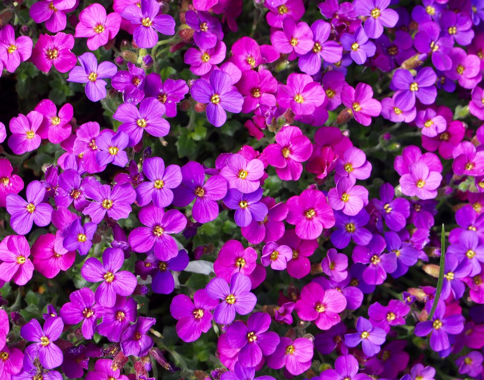 Olympus OM-D E-M5 sample photo. Flowers, nature, pink photography