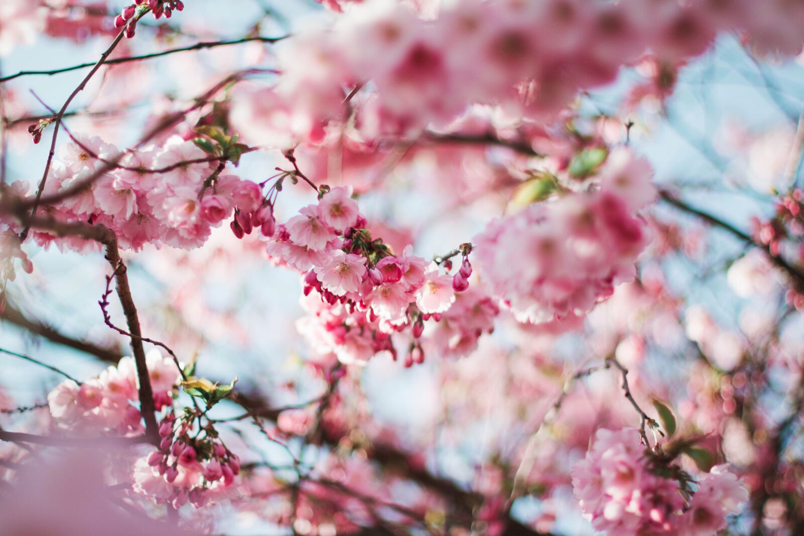 Canon EOS 760D (EOS Rebel T6s / EOS 8000D) sample photo. Nature, spring, pink, cherry photography