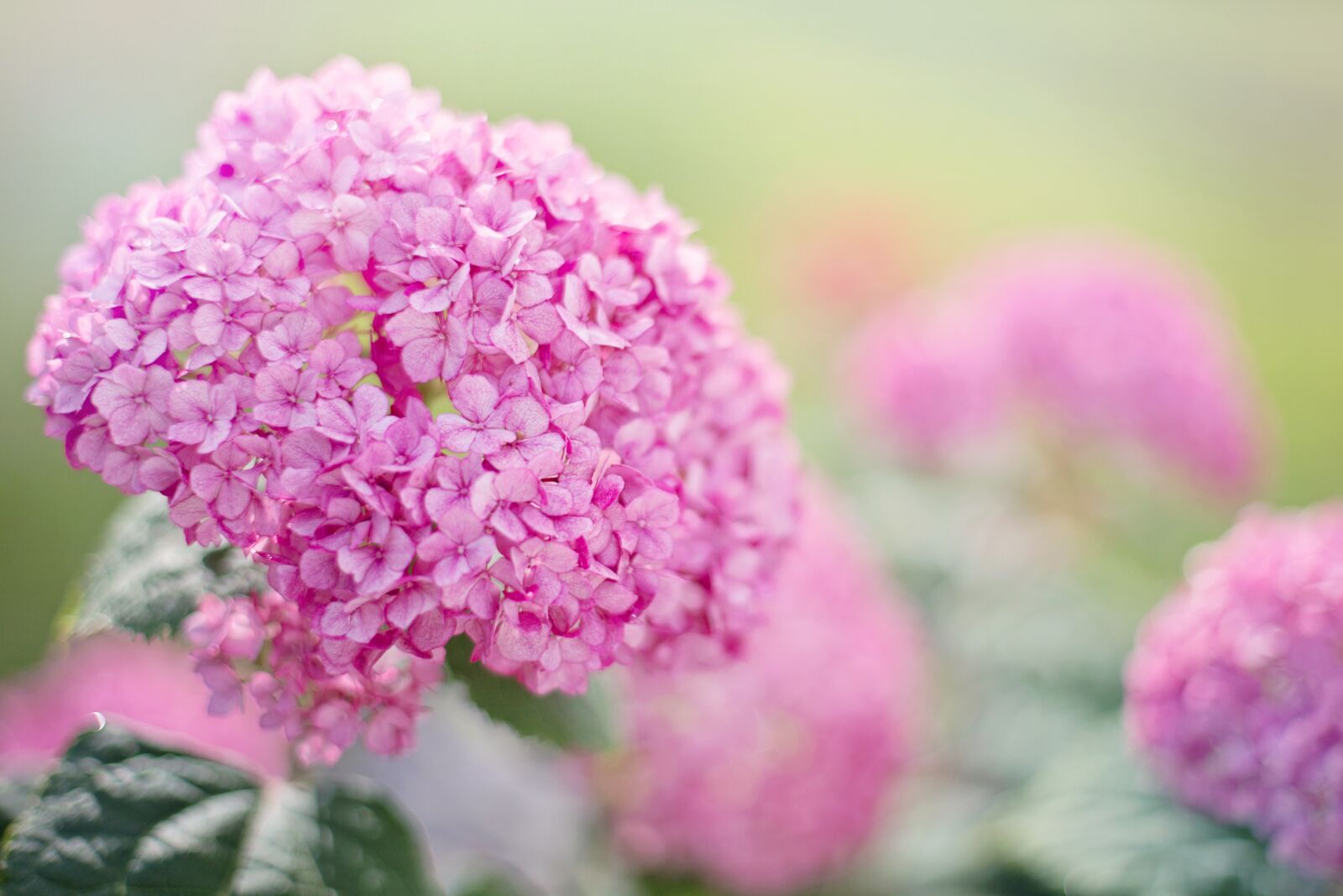 Canon EF 50mm F1.4 USM sample photo. Hydrangeas, pink, summer photography