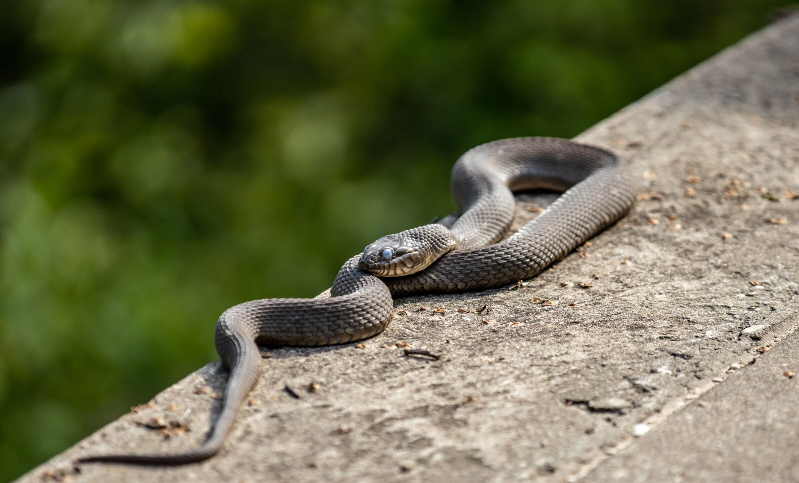 Canon EF 70-200mm F2.8L IS III USM sample photo. Snake, eyes, reptile photography