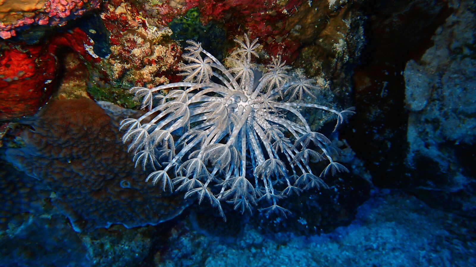 Olympus TG-4 sample photo. Underwater, coral, ocean photography