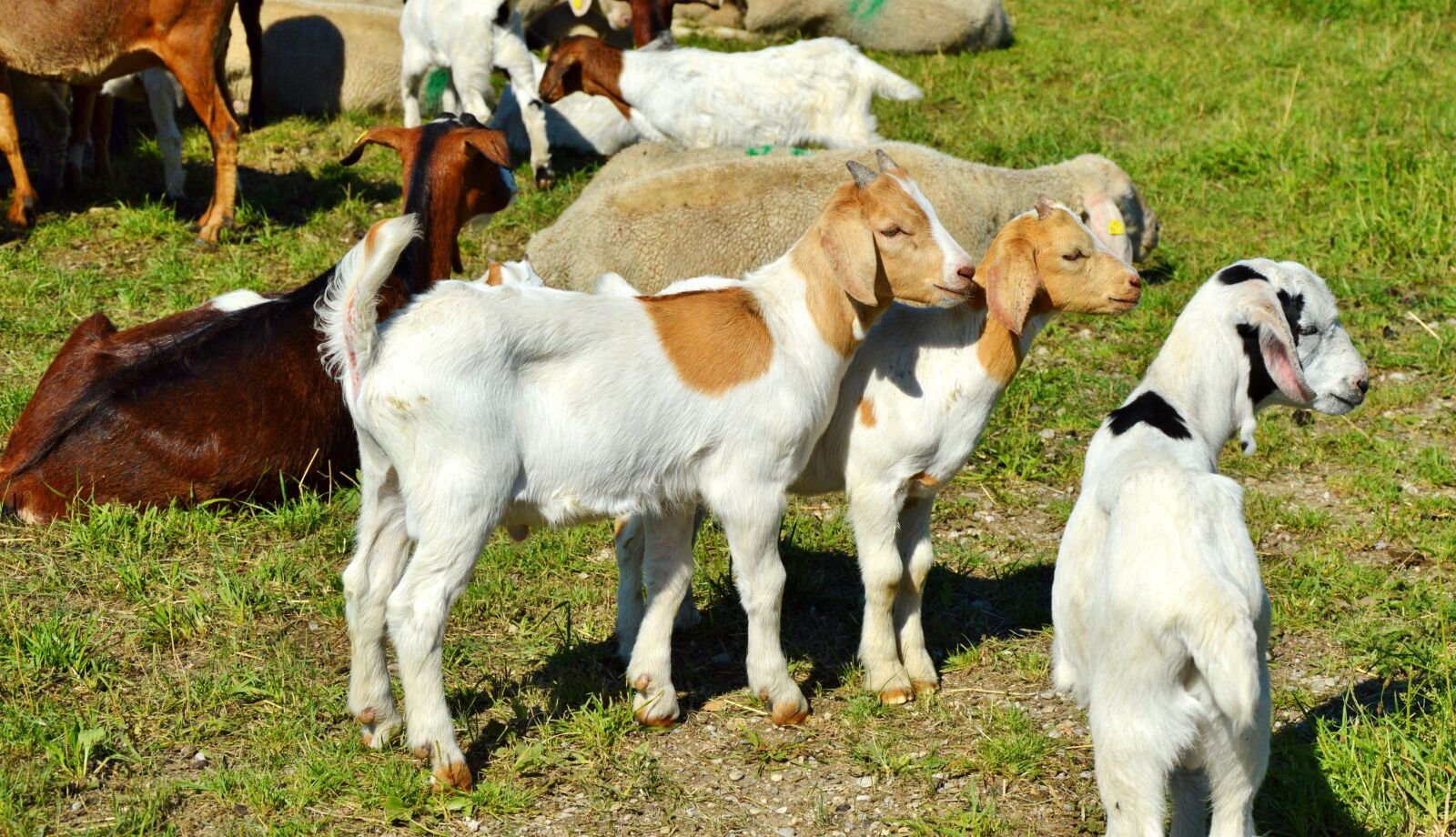 Nikon D3200 sample photo. Goat, prima donna, geiss photography