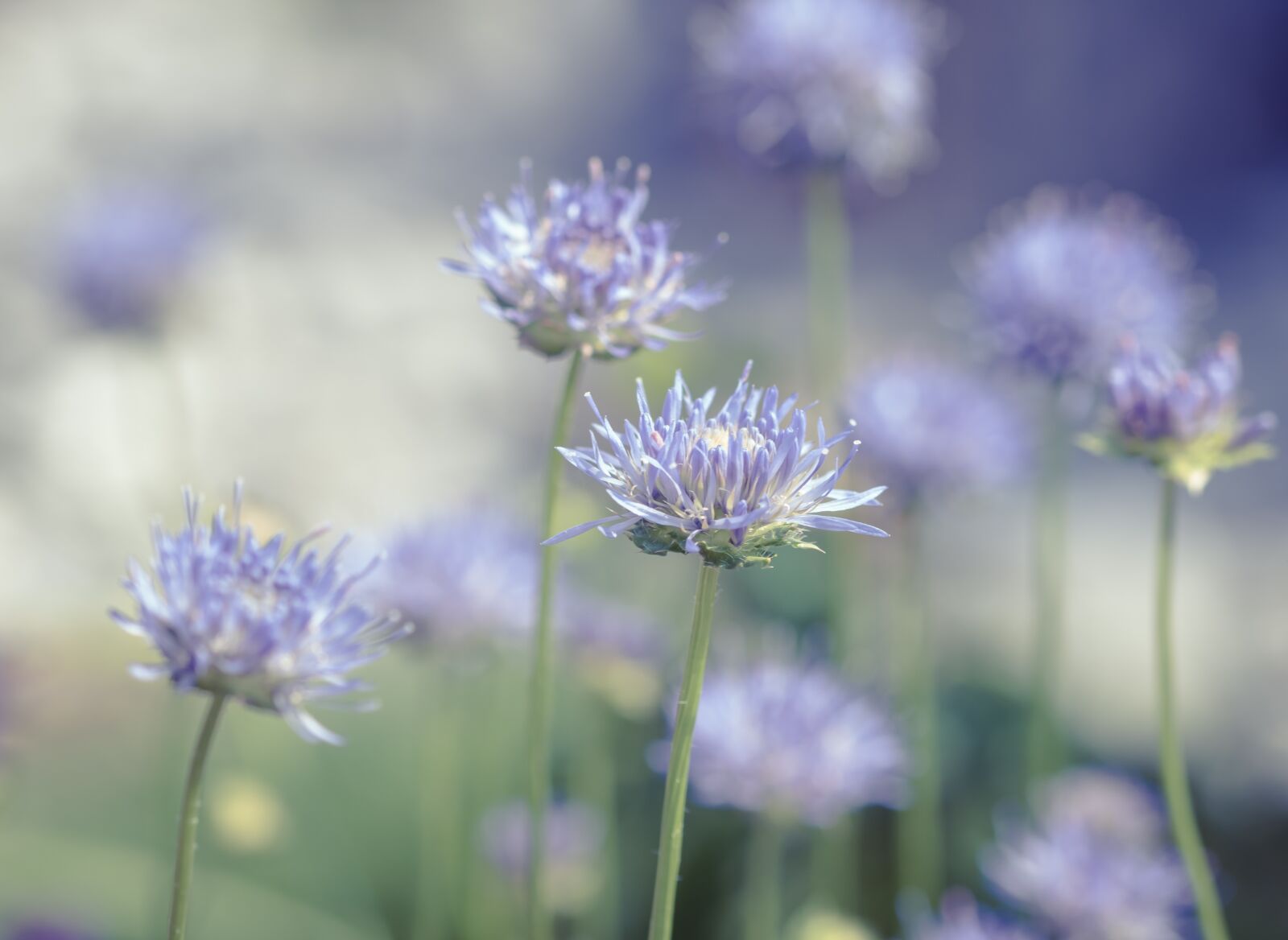Sony ILCA-77M2 + 105mm F2.8 sample photo. Flowers, blue, flower photography