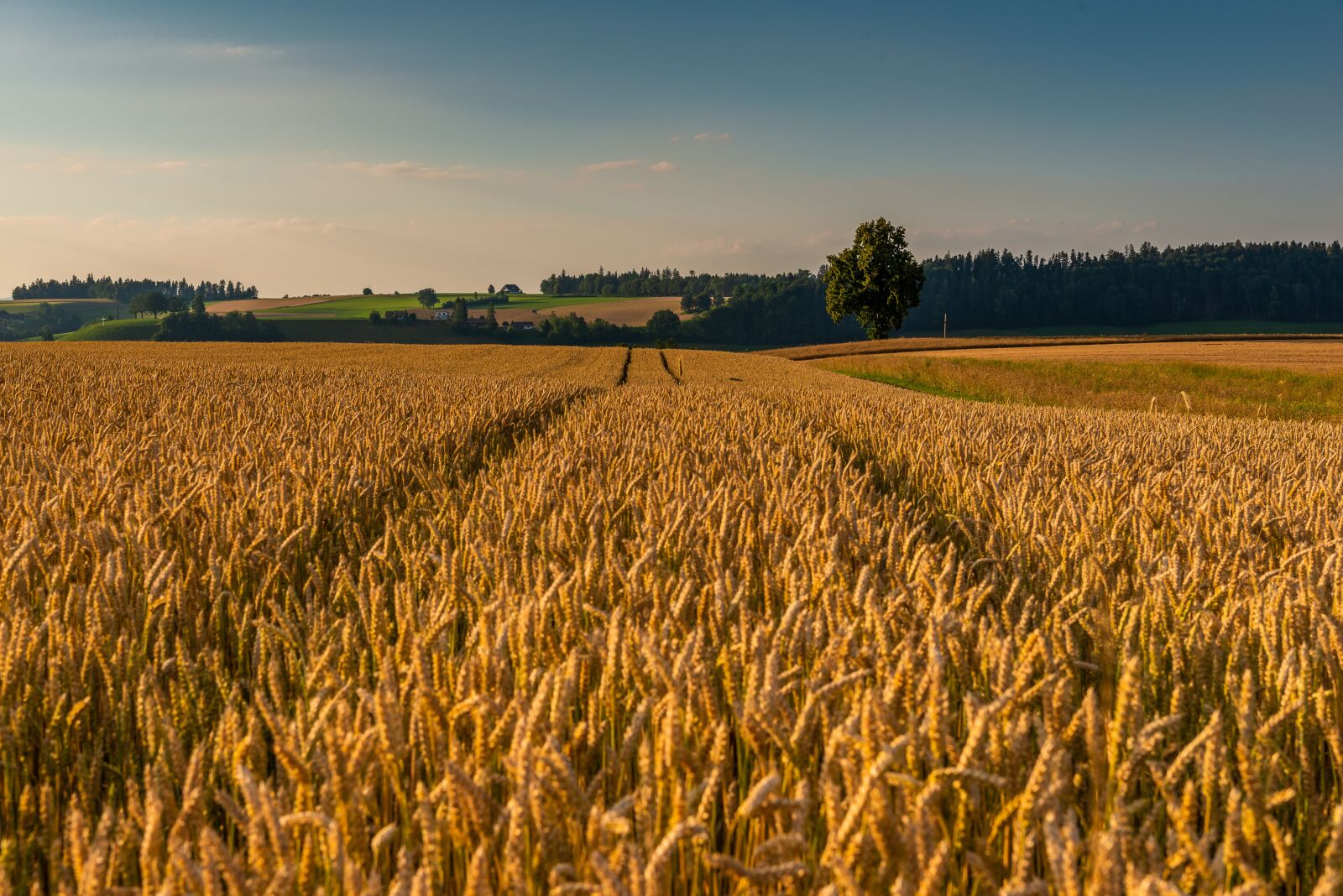 Nikon D800 sample photo. Summer, cereals, evening photography