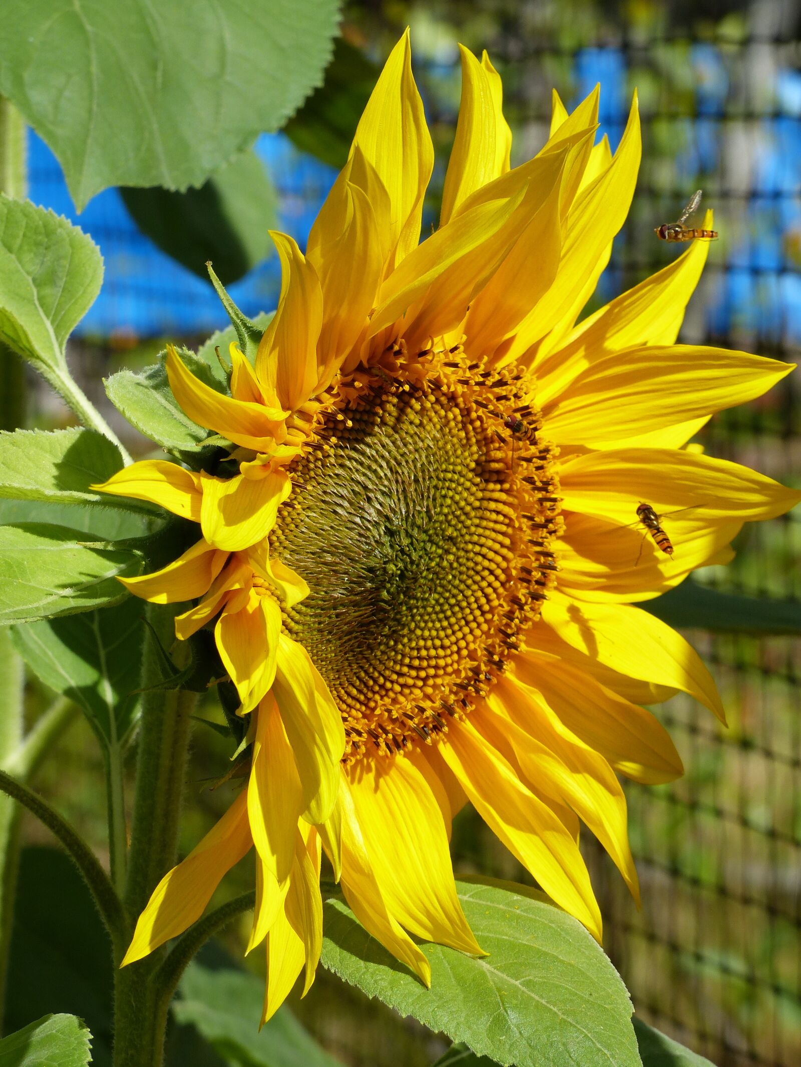 Panasonic Lumix DMC-FZ200 sample photo. Sunflower, yellow, flower photography