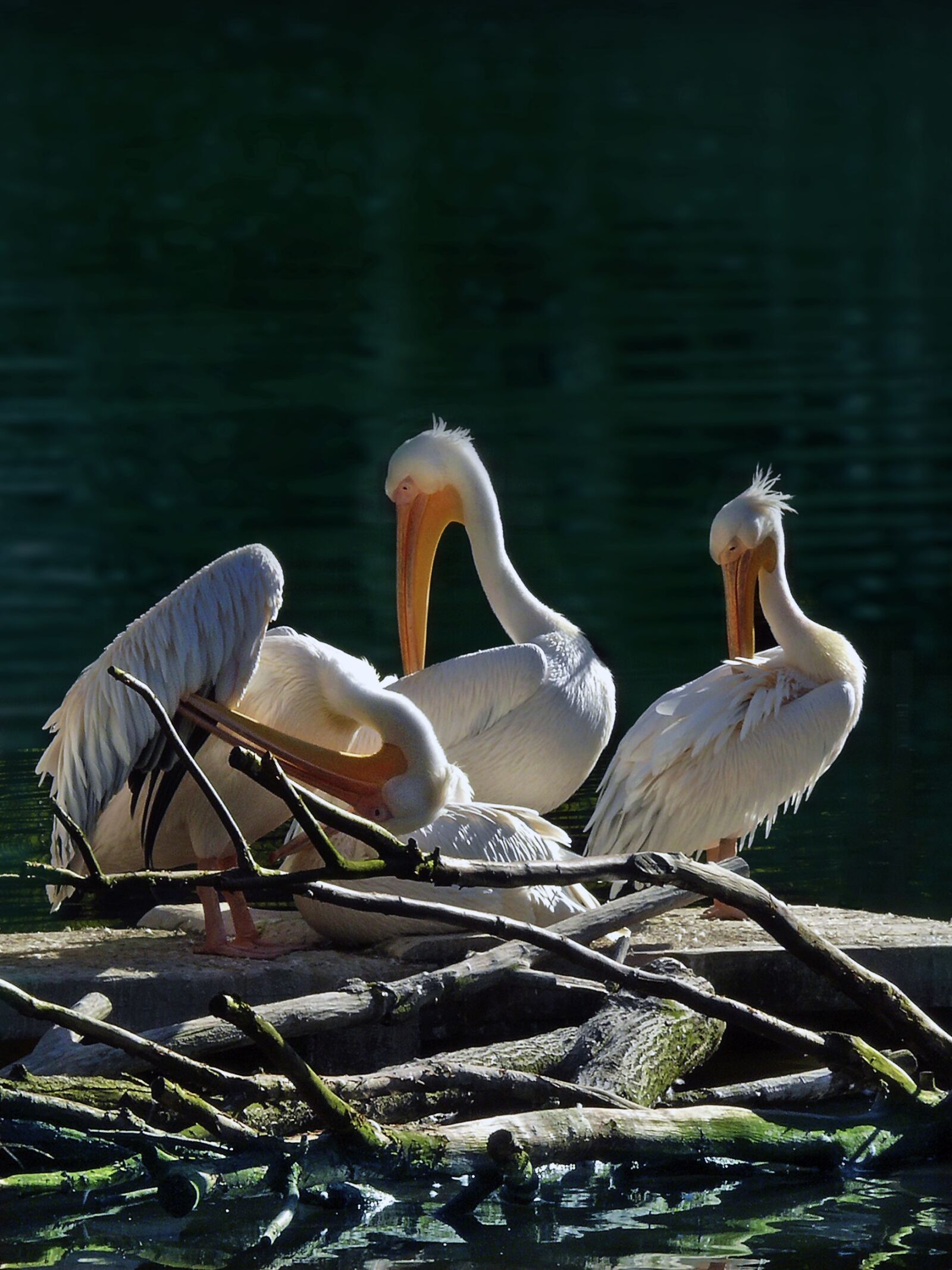 Panasonic DMC-FZ50 sample photo. Pelicans, animals, birds photography