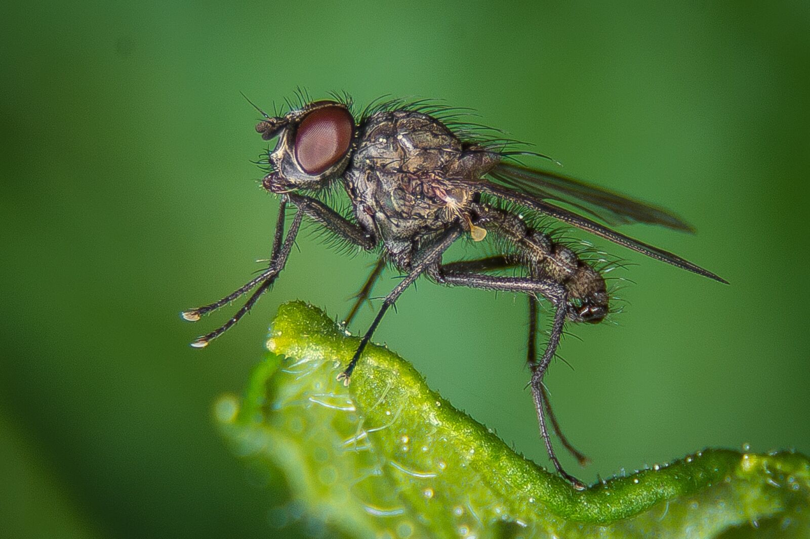 Nikon D7200 sample photo. Fly, macro, public record photography