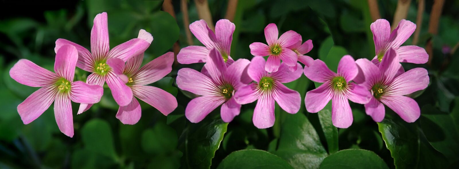Olympus TG-5 sample photo. Flowers, pink, shamrocks photography