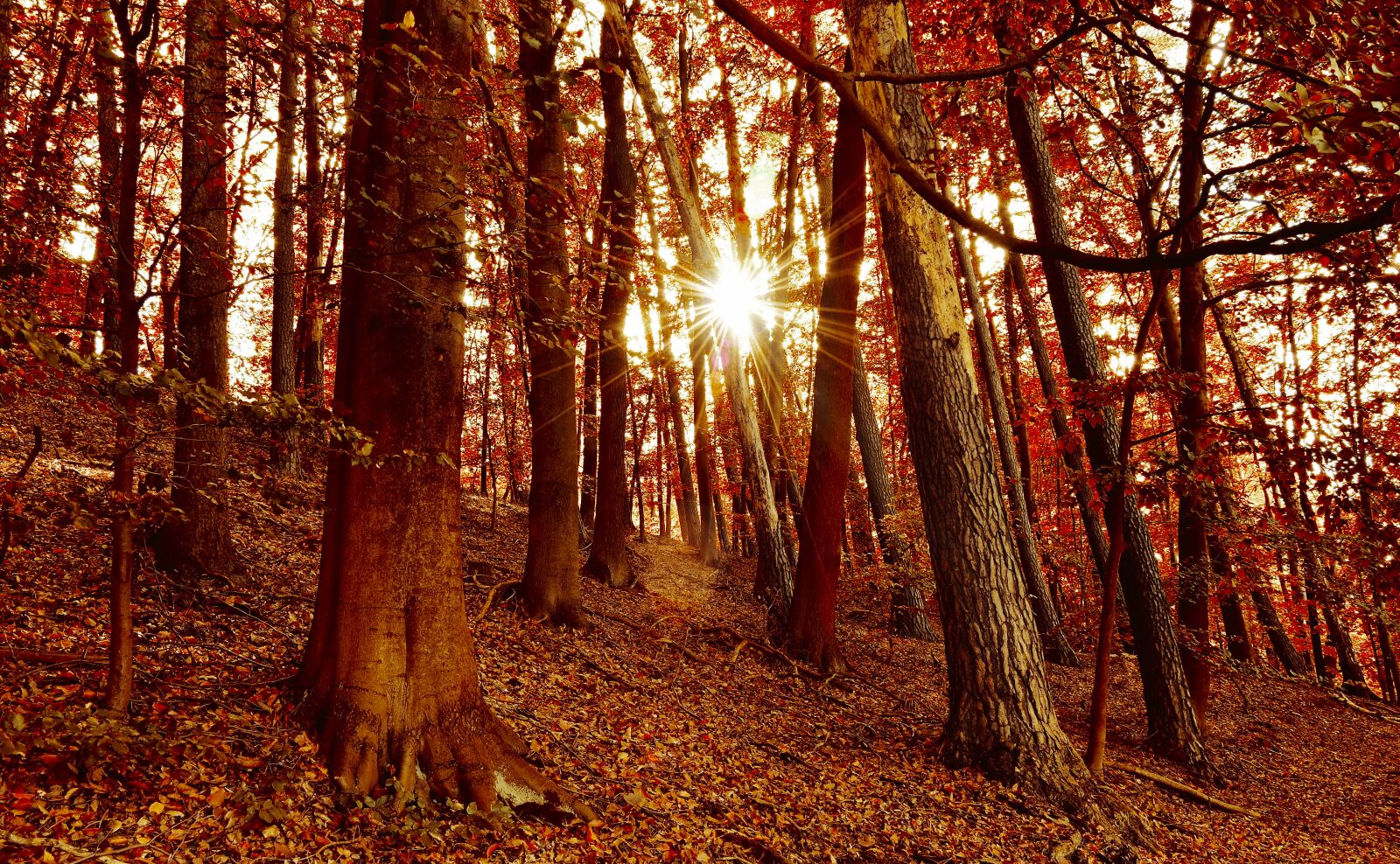 Nikon D5600 sample photo. Autumn forest, autumn, sun photography