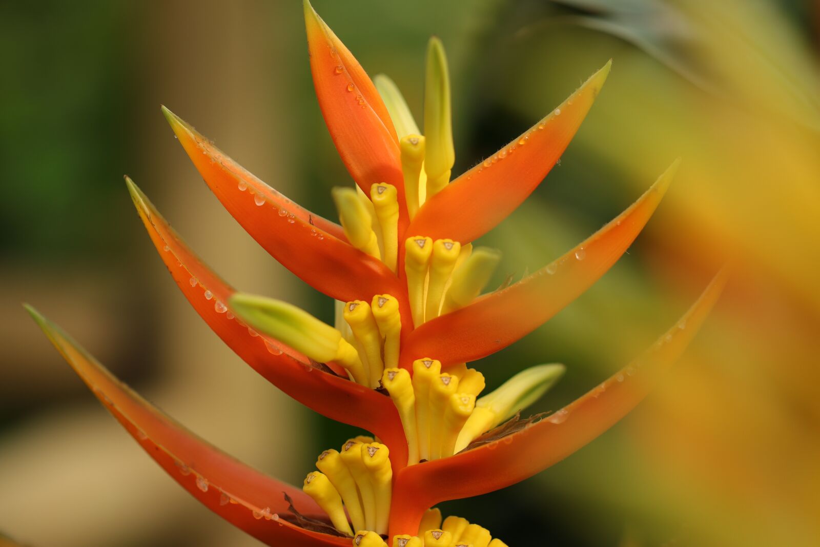 Canon EF 100mm F2.8L Macro IS USM sample photo. Flower, plant, exotic photography