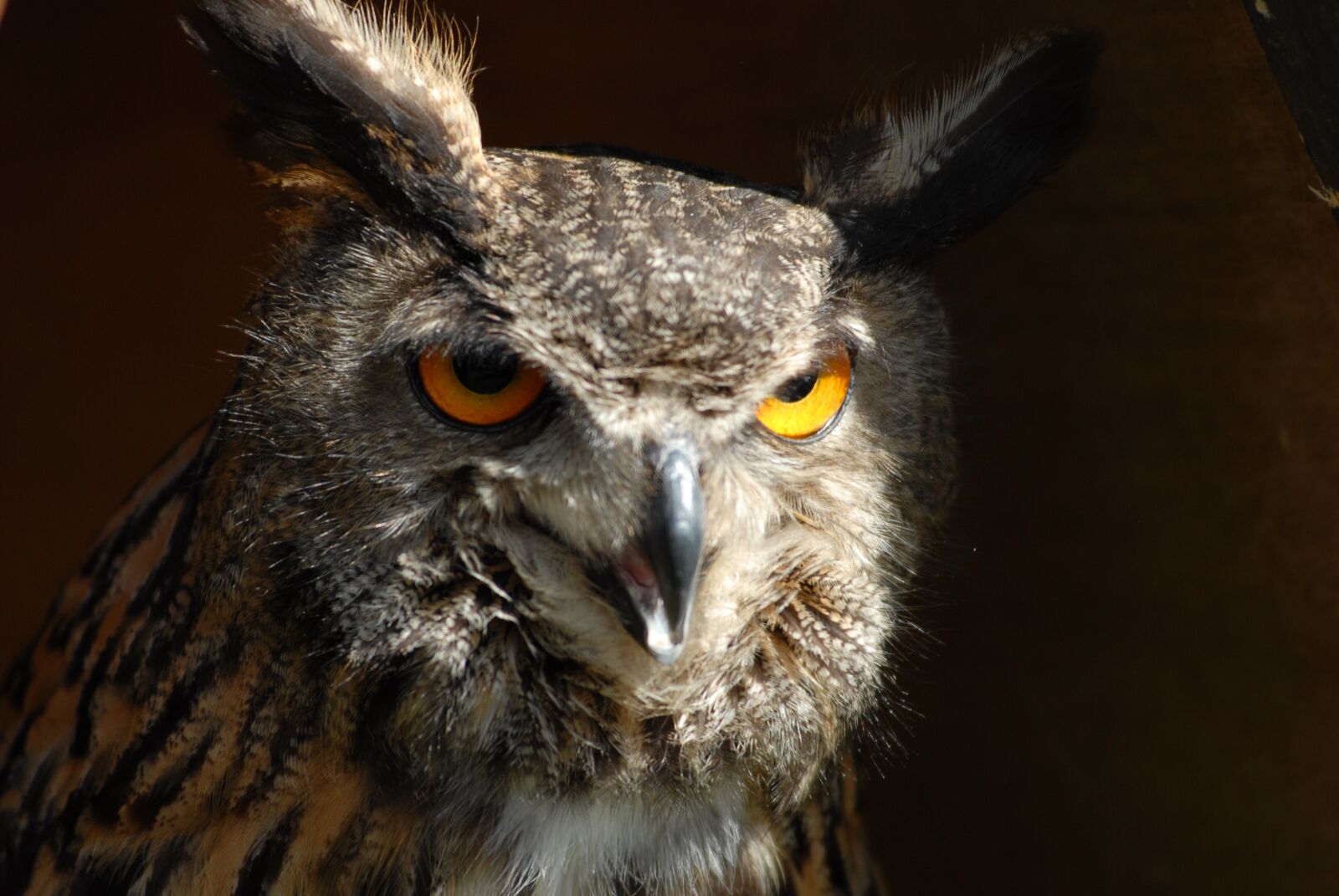 Nikon D200 sample photo. Animal, bird, raptor photography