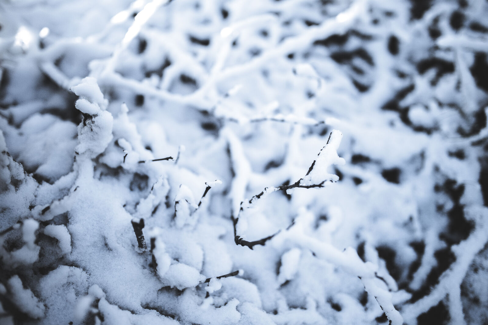 Sigma 35mm F1.4 DG HSM Art sample photo. Branch, in, the, snow photography