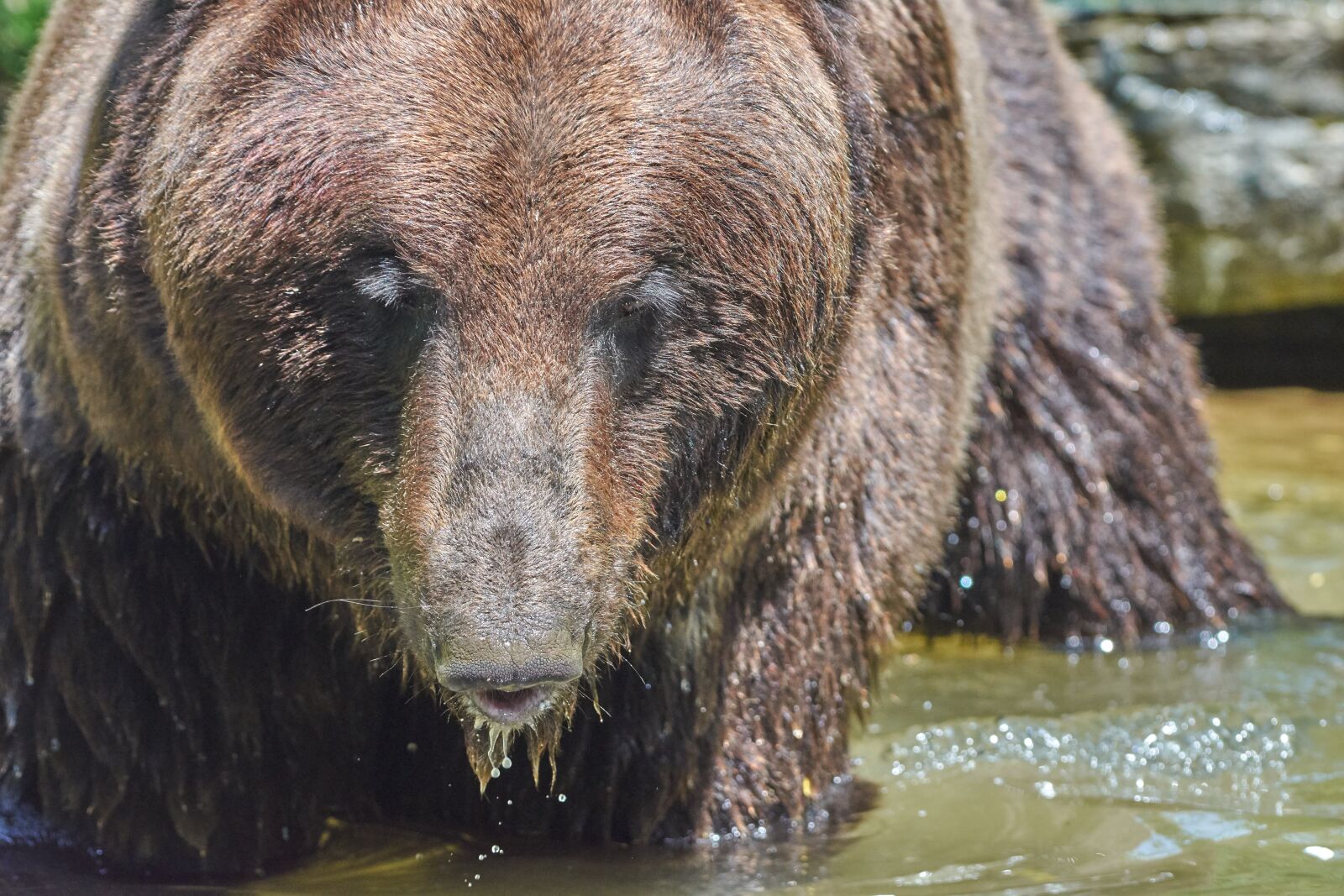 Nikon AF-S Nikkor 200-500mm F5.6E ED VR sample photo. Bear, water, brown photography